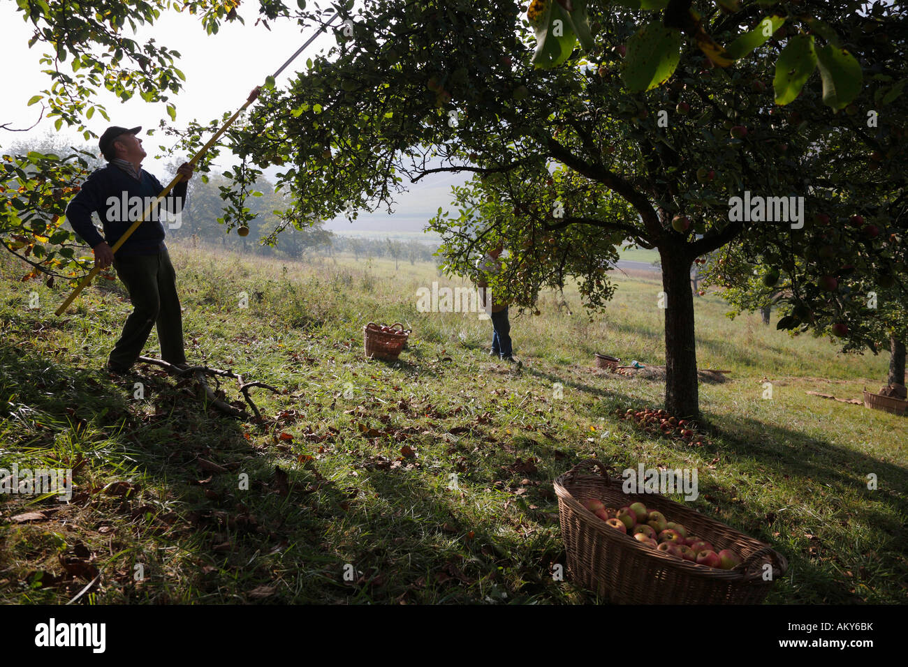 Apple harvest, Ramsthal, Rhoen, Franconia, Germany Stock Photo