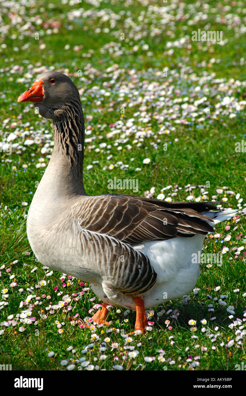 Toulouse goose with dewlap Stock Photo