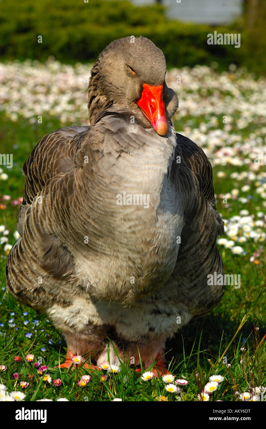Toulouse goose with dewlap Stock Photo