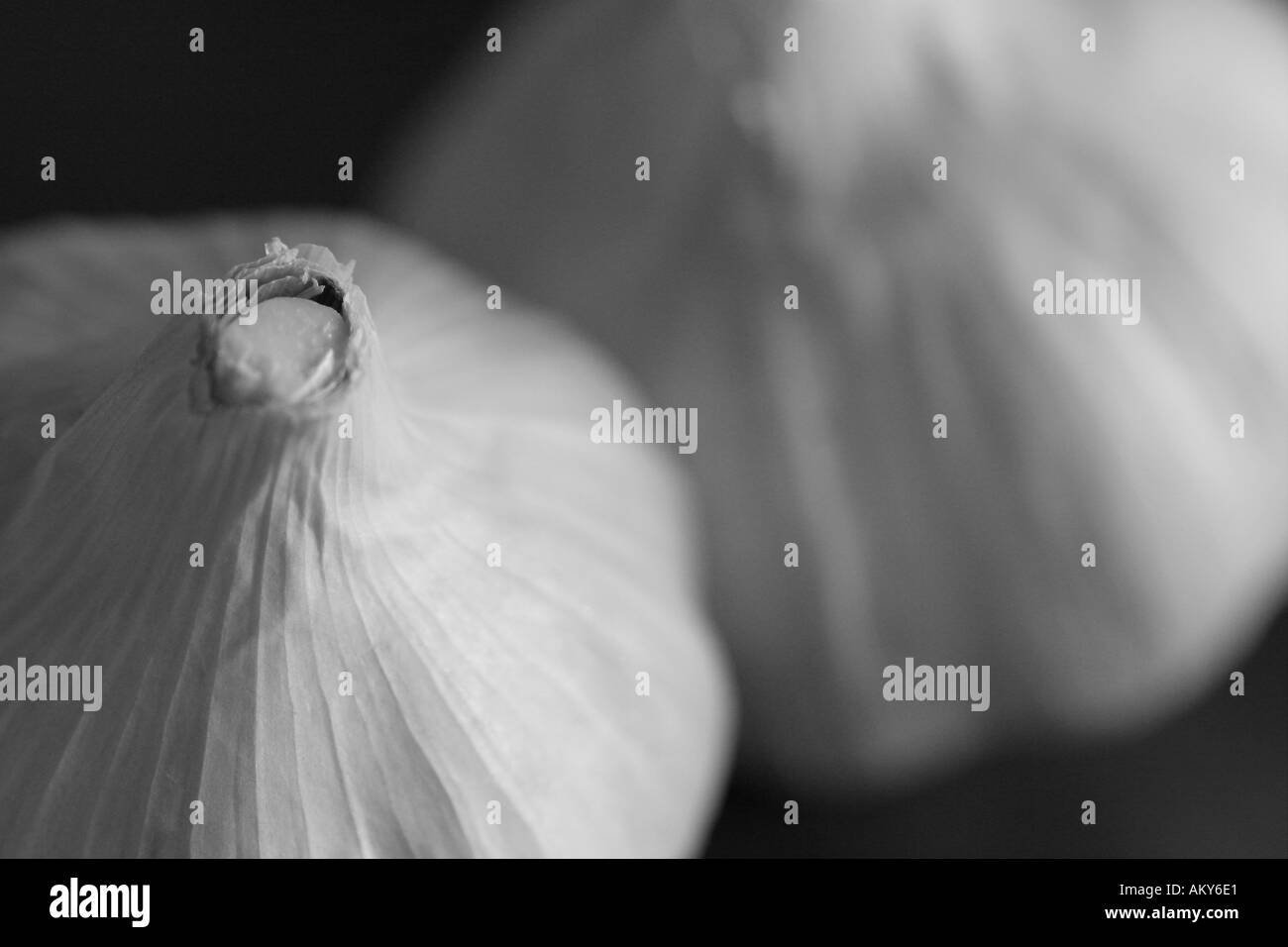 Clove of Garlic Stock Photo Alamy