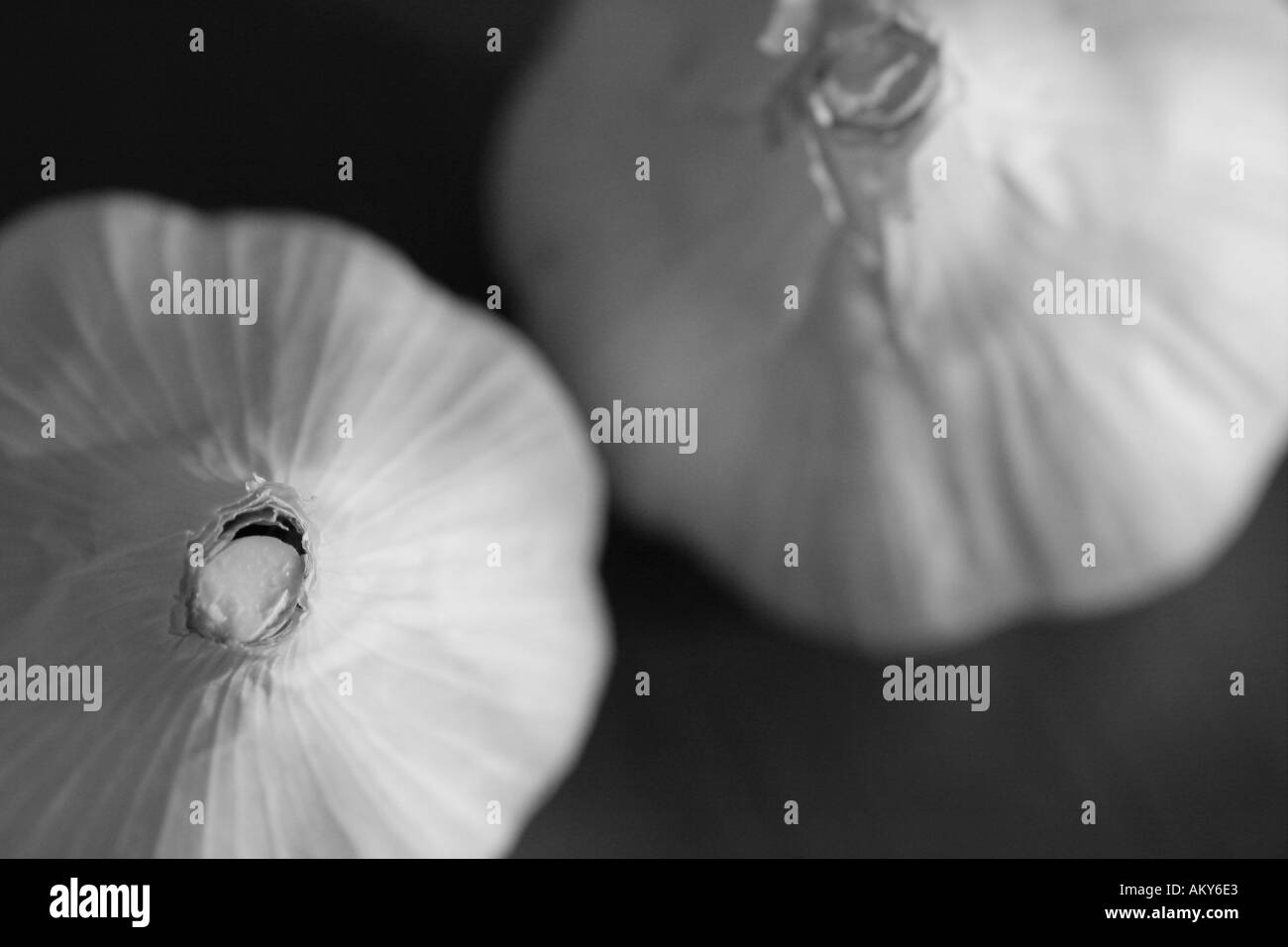 French garlic bulbs Black and White Stock Photos & Images Alamy