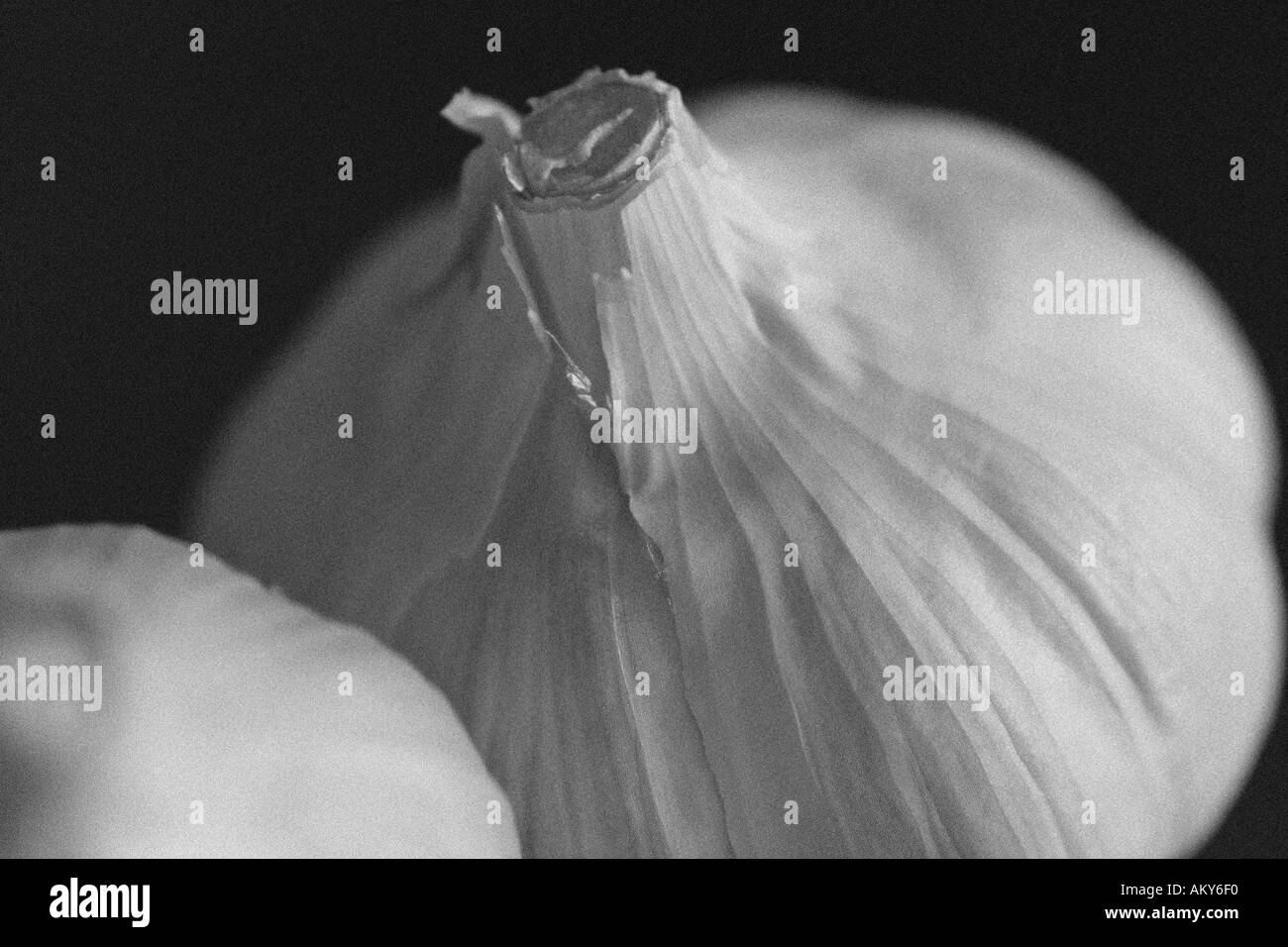 French garlic bulbs Black and White Stock Photos & Images Alamy