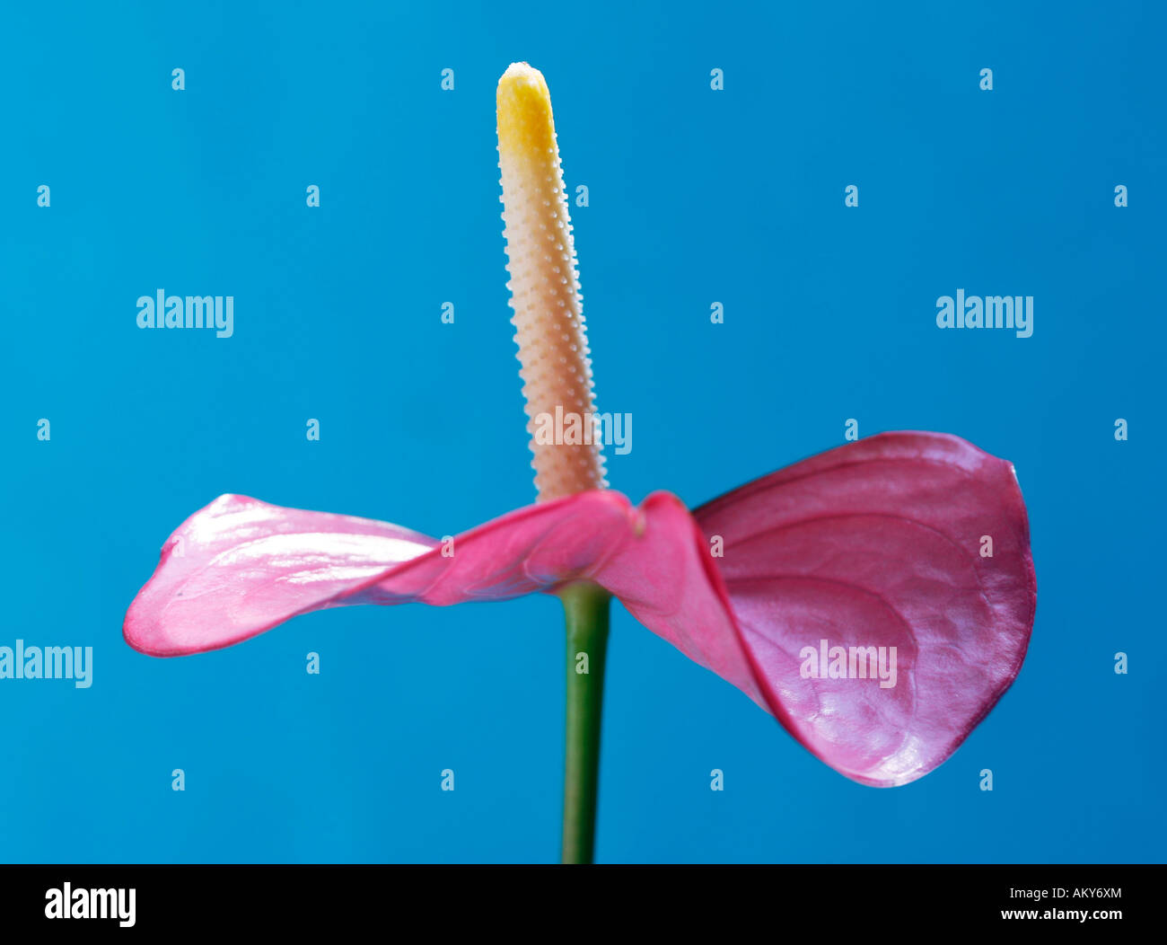 Anthurium Stock Photo