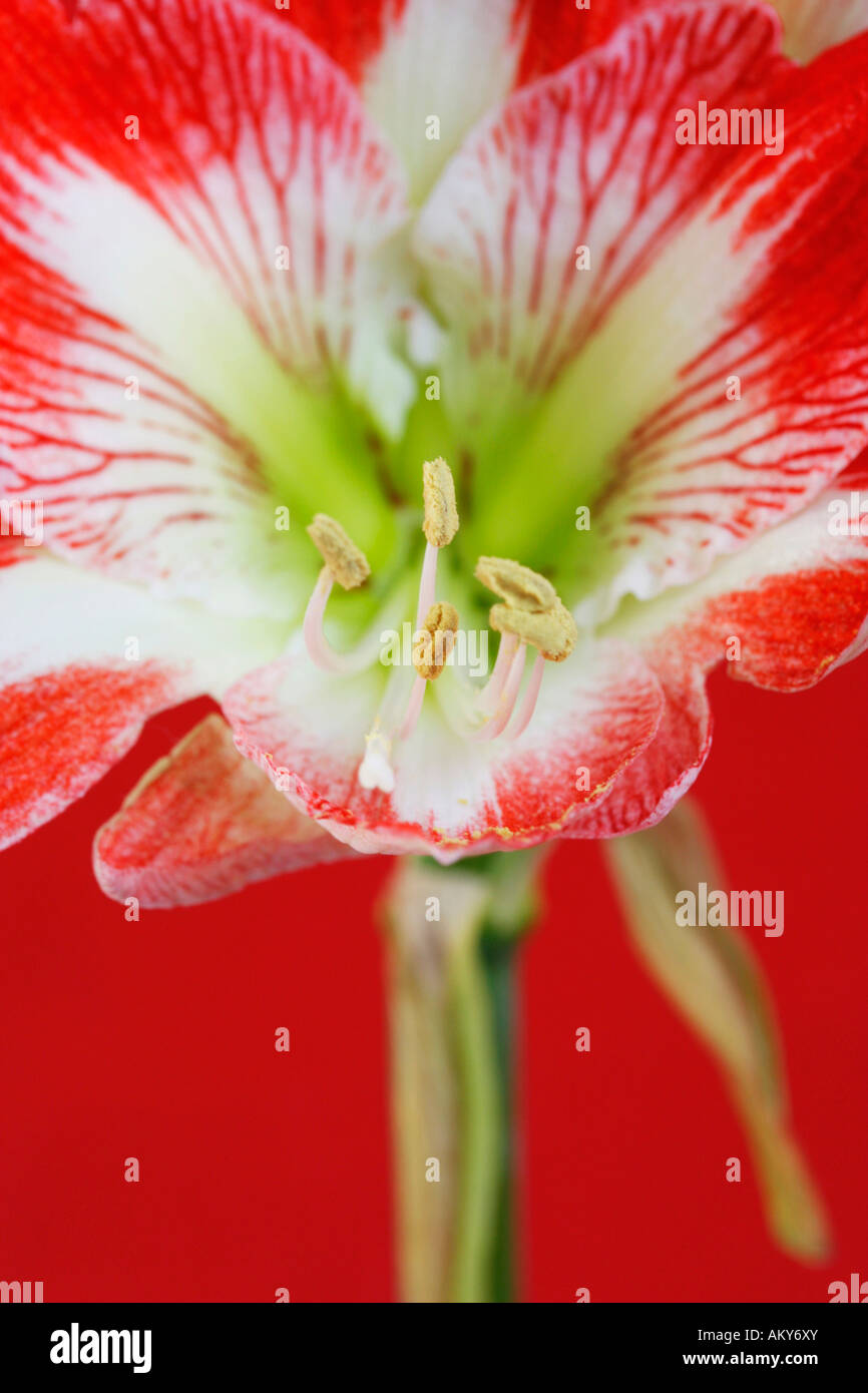 Amaryllis, Hippeastrum Stock Photo