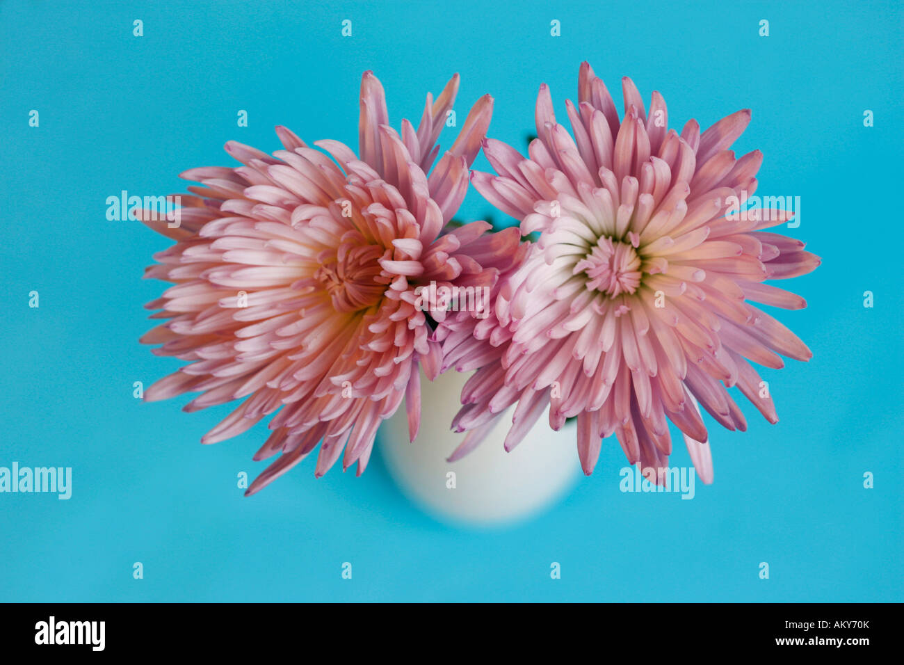 Chrysanth, Chrysantheme in white vase Stock Photo