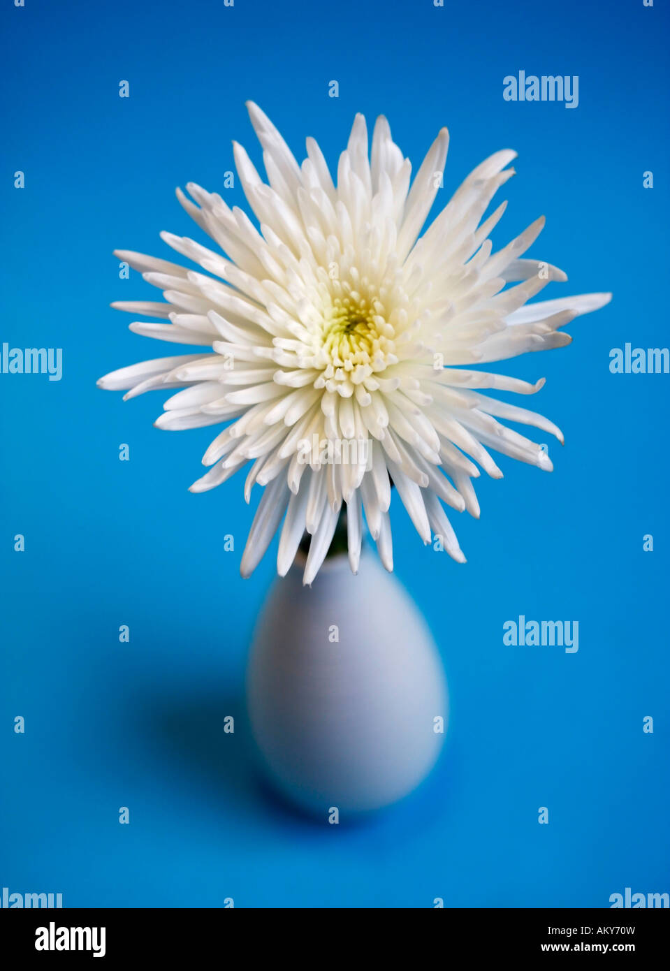 Chrysanthemum in white vase Stock Photo Alamy