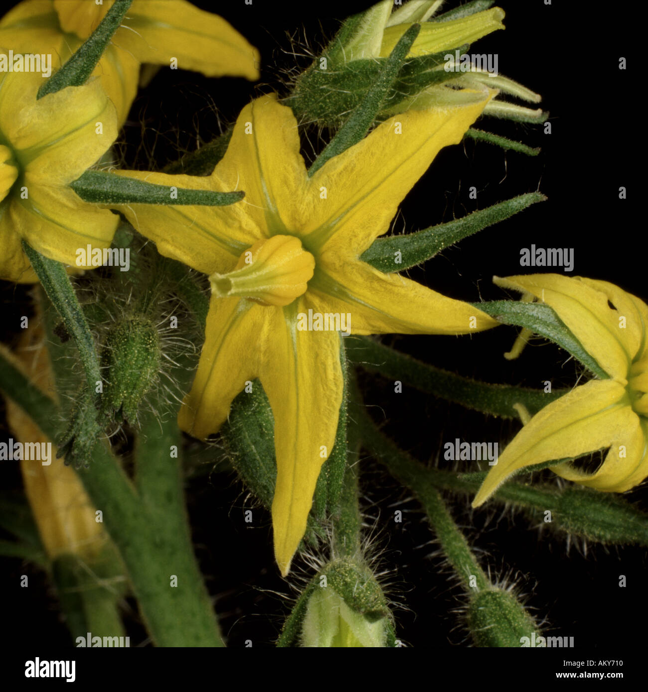 Yellow flowers close up hi-res stock photography and images - Alamy