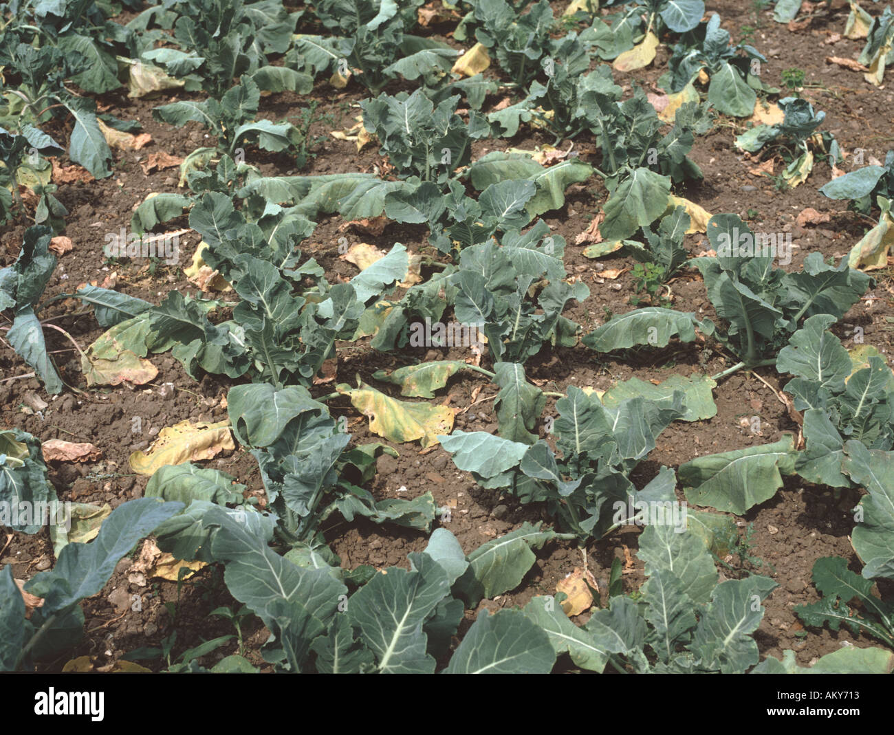 Brassica plants brussels sprouts dying because of clubroot