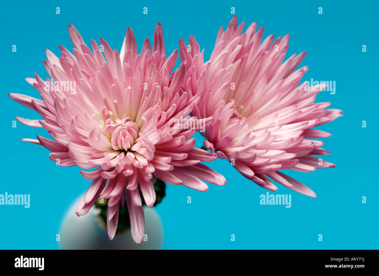 Chrysanthemum vase hires stock photography and images Alamy