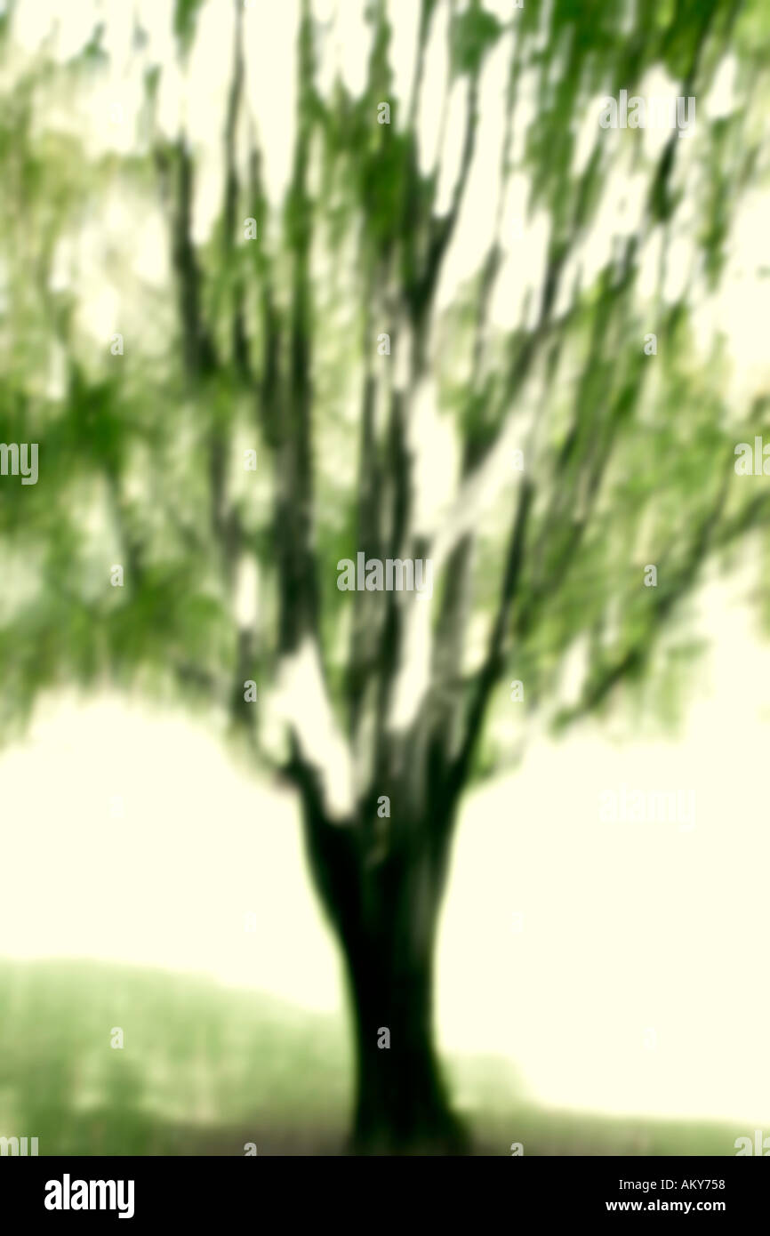 Tree blurred Stock Photo
