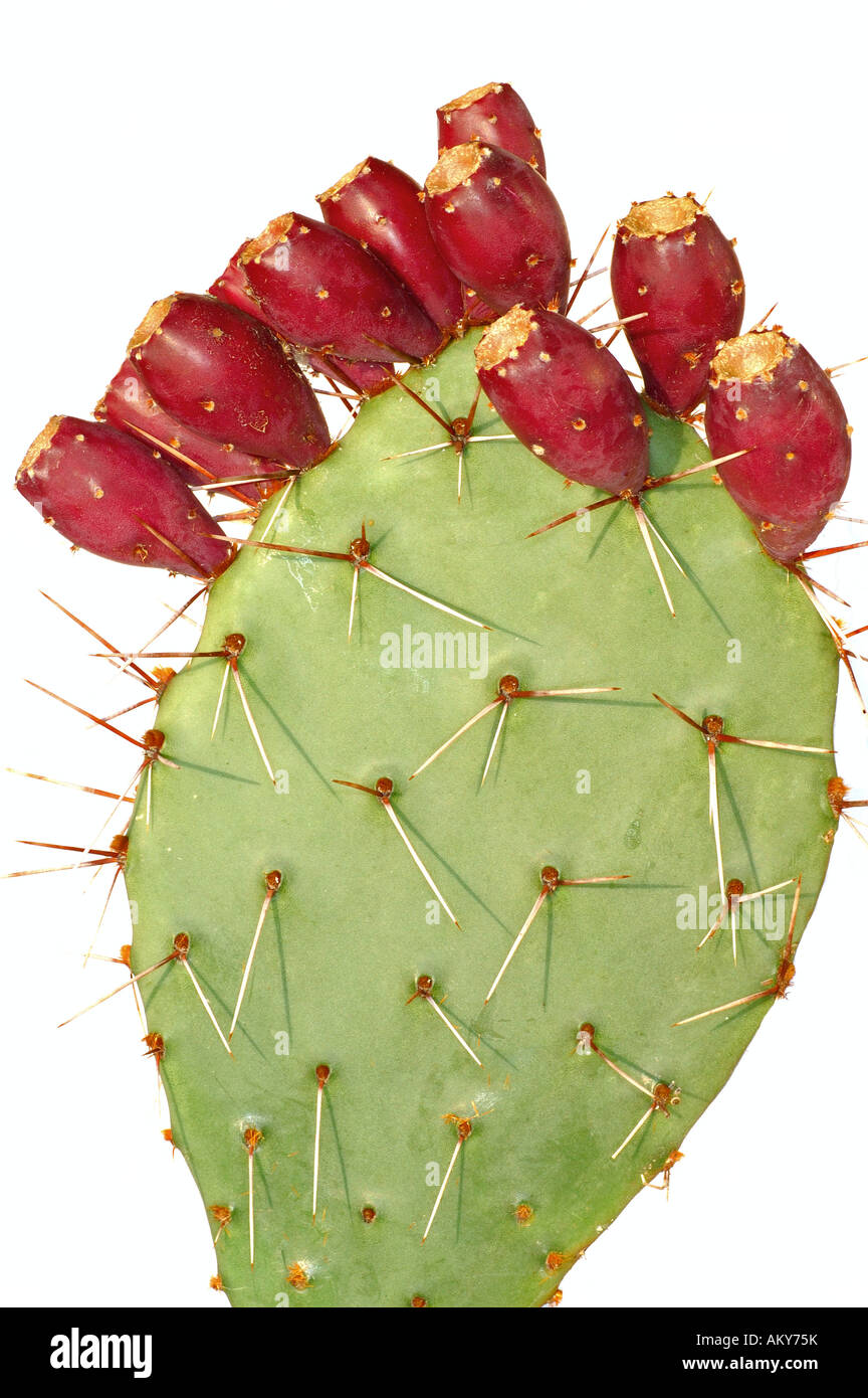 Leaf of an Opuntia cactus with ripe fruits Stock Photo