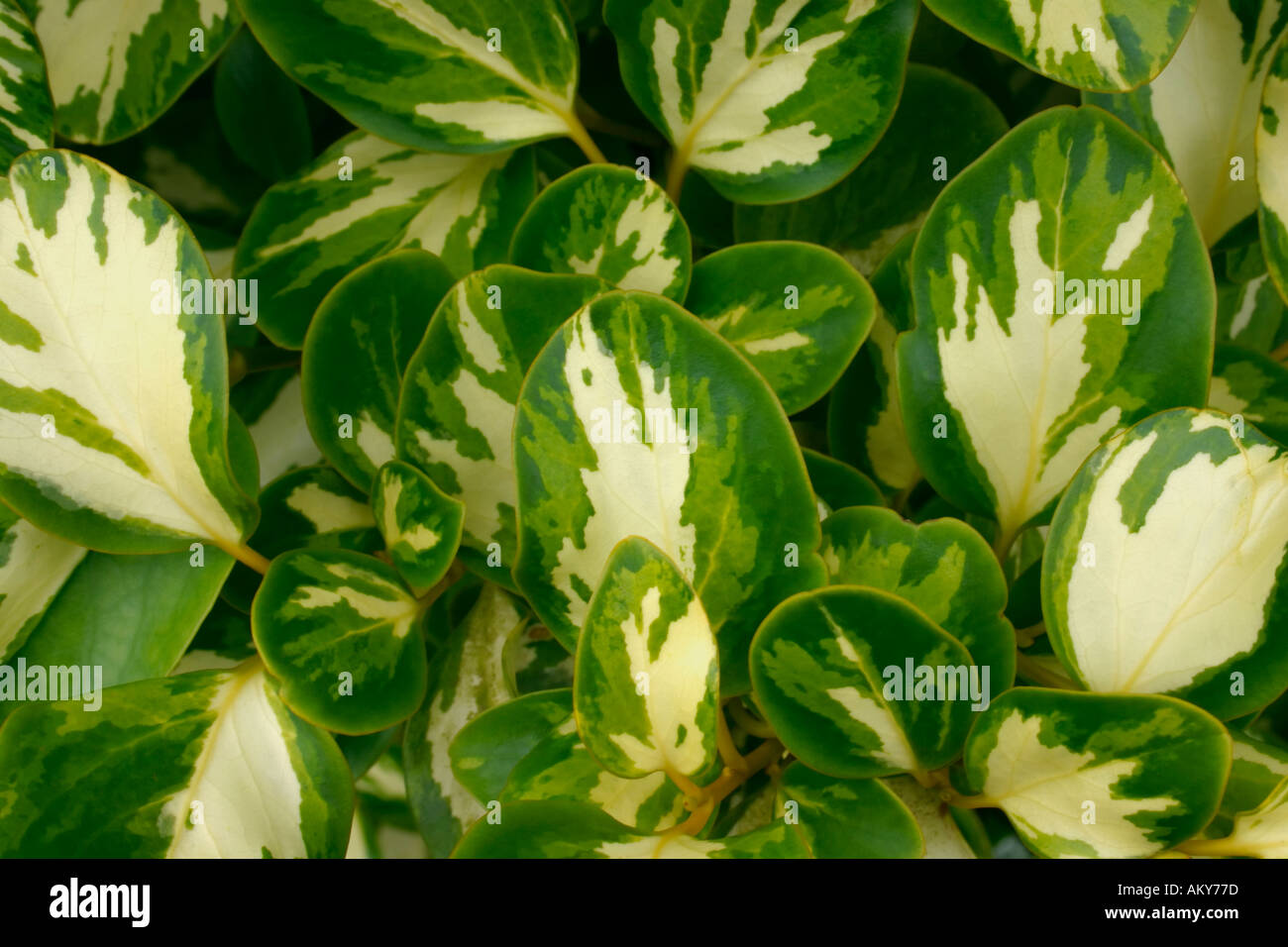 Griselinia littoralis Variegata closeup of leaves Stock Photo