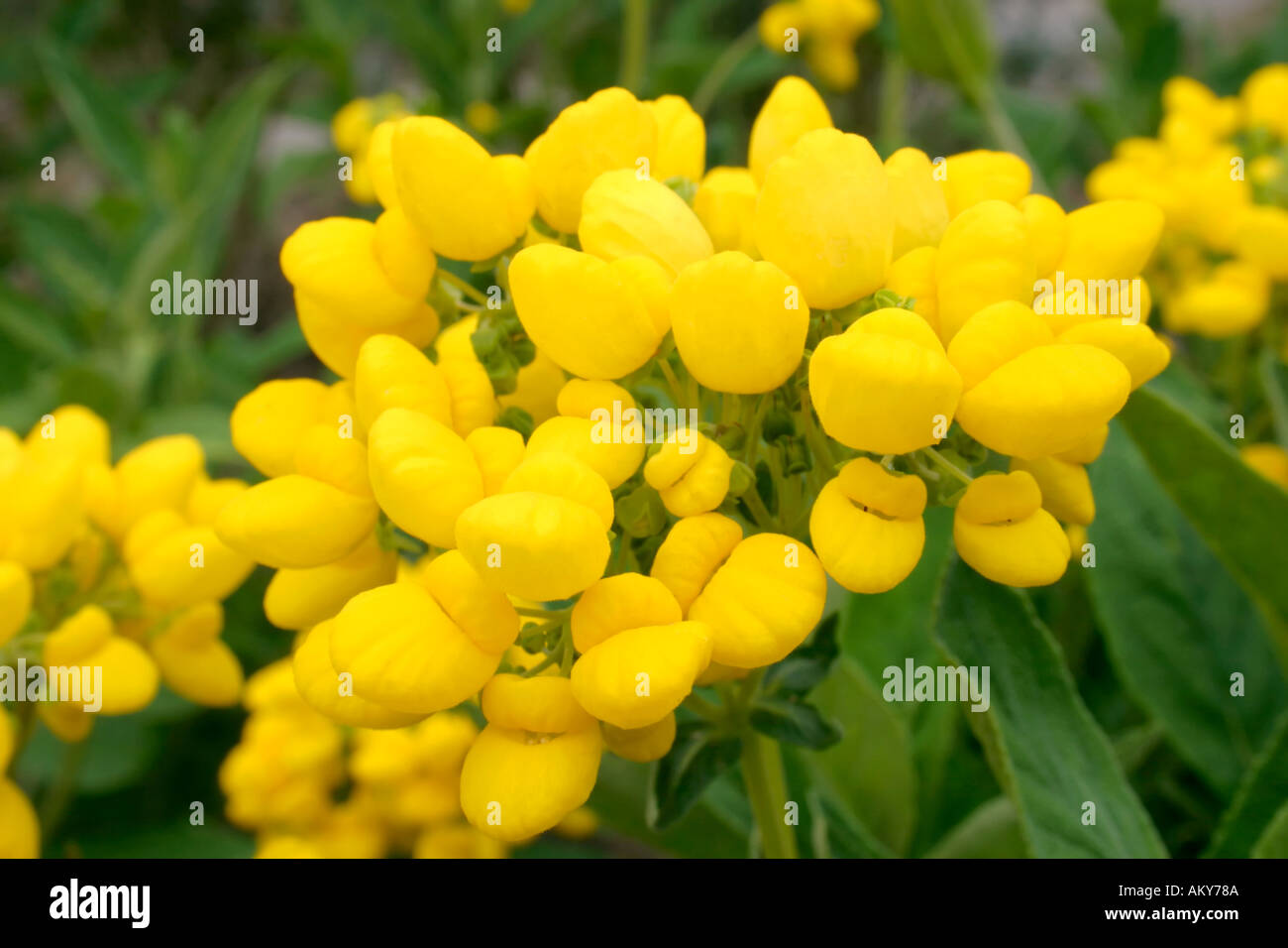Yellow flowers of summer flowering garden plant Calceolaria integrifolia or Slipper Flower or Ladys Slipper Stock Photo