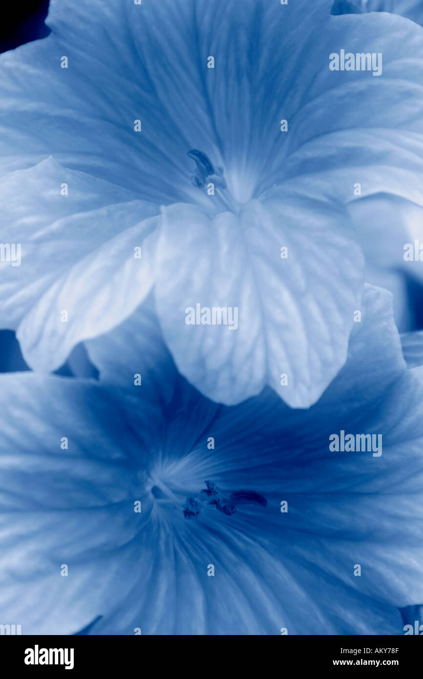 Salpiglossis flowers blue tone  Stock Photo