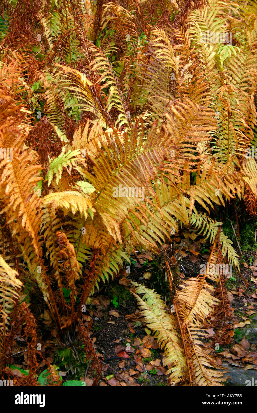 Ferns in autumn Stock Photo