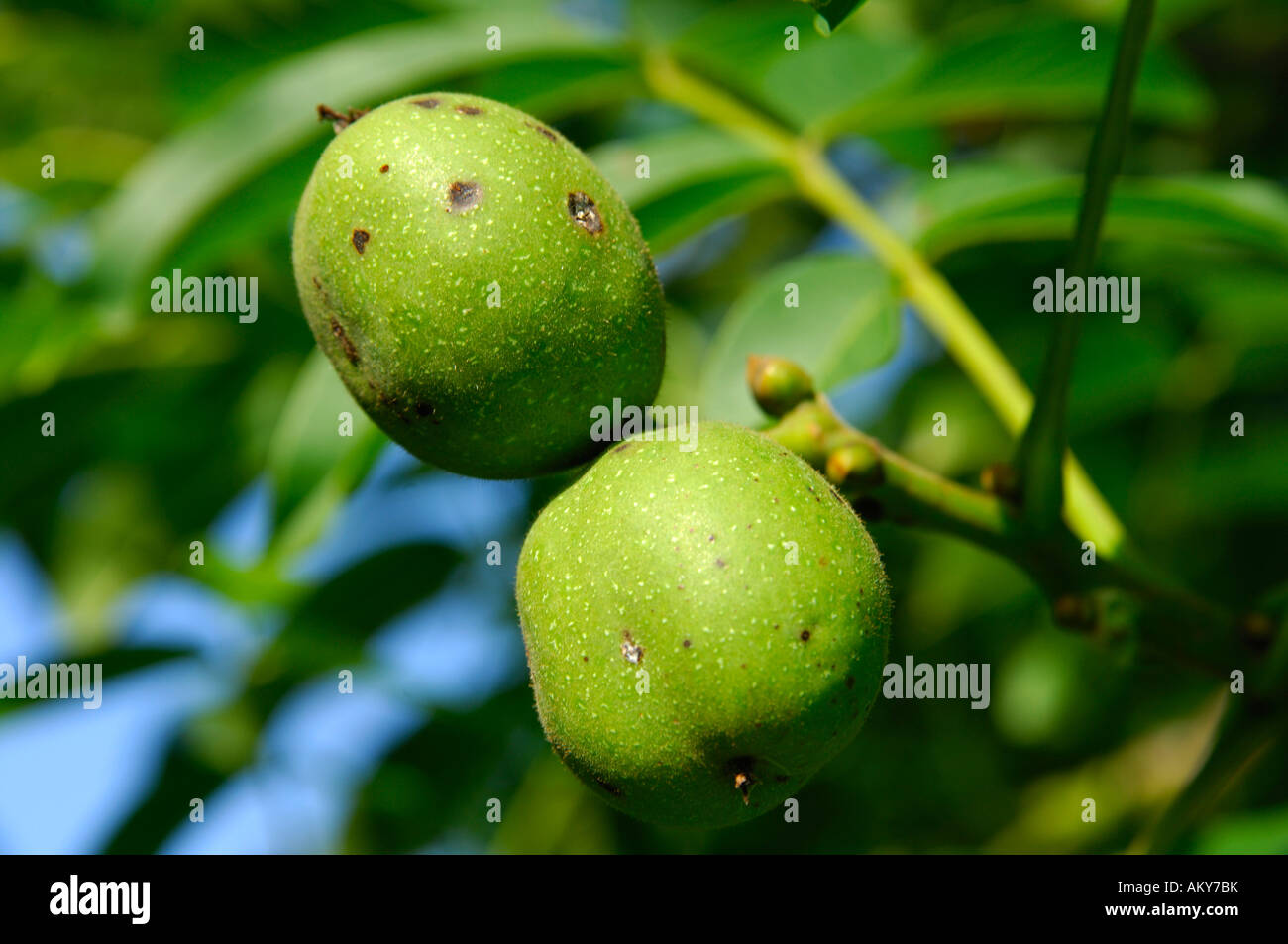 Unripe walnuts fruits on the tree, Juglans regia Stock Photo Alamy