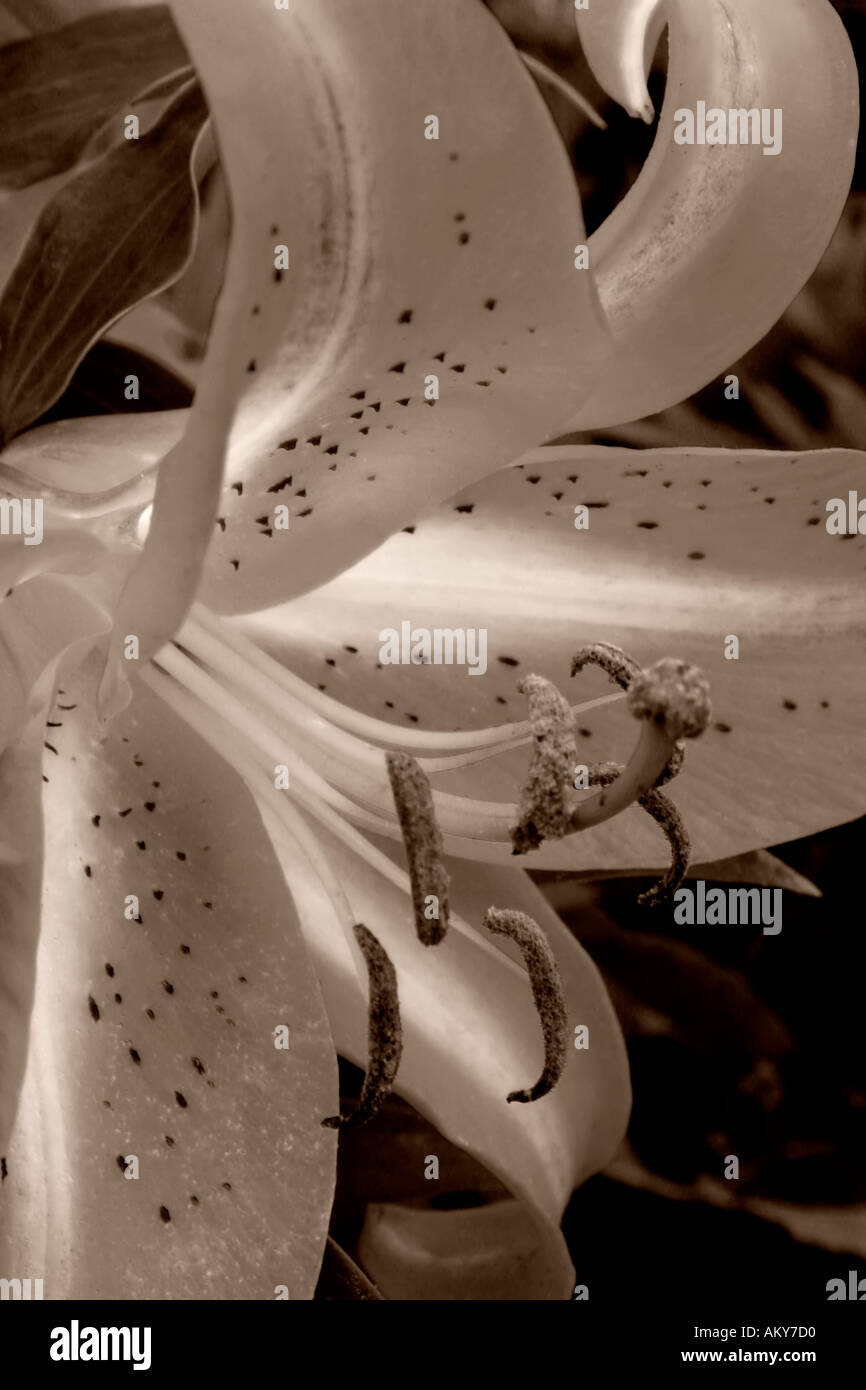 Sepia lily flower Stock Photo