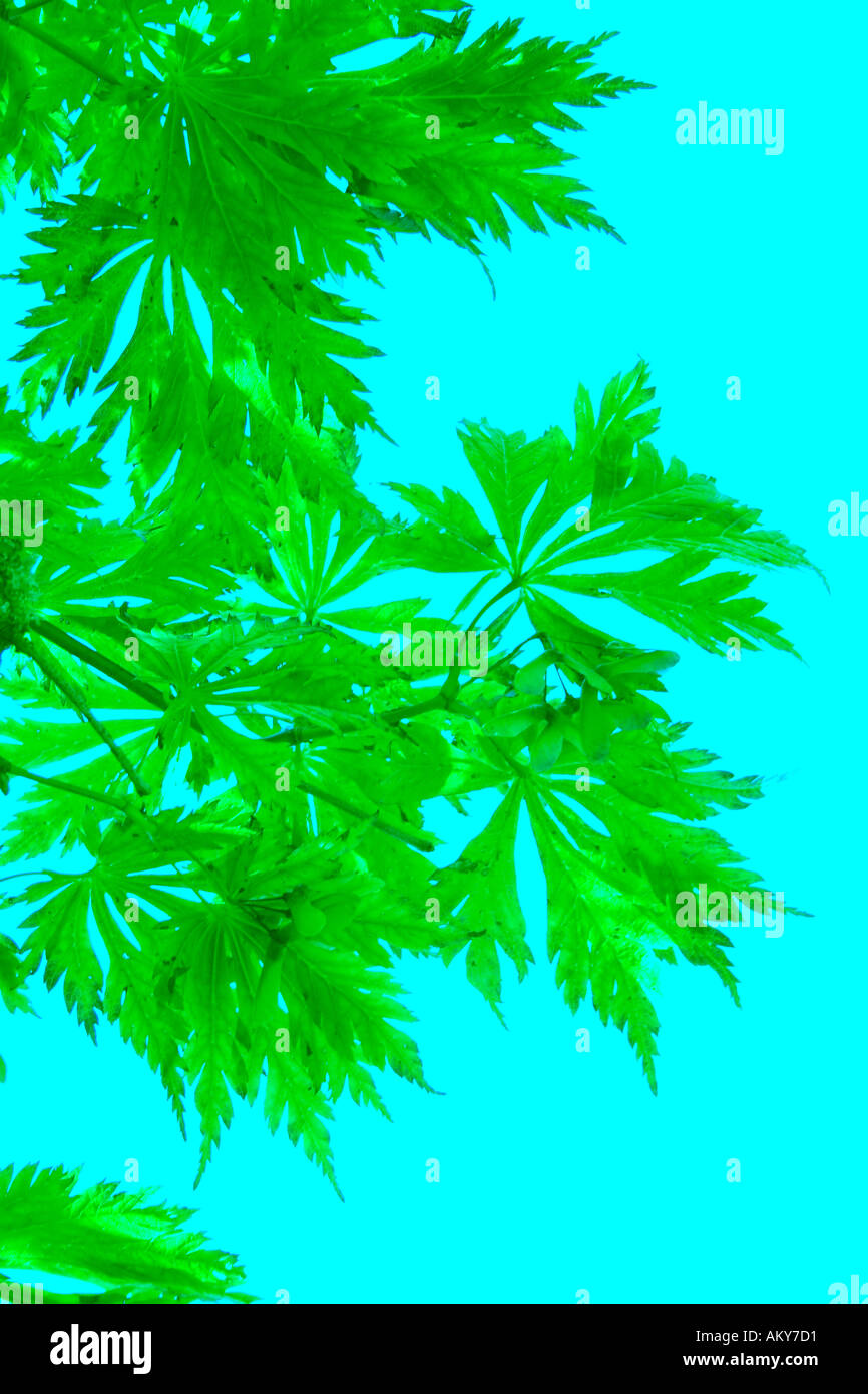 Bright background green leaves hi-res stock photography and images - Alamy
