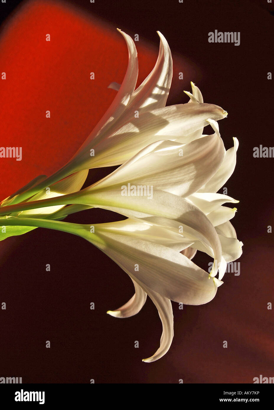 Crinum x powellii 'Album' Stock Photo