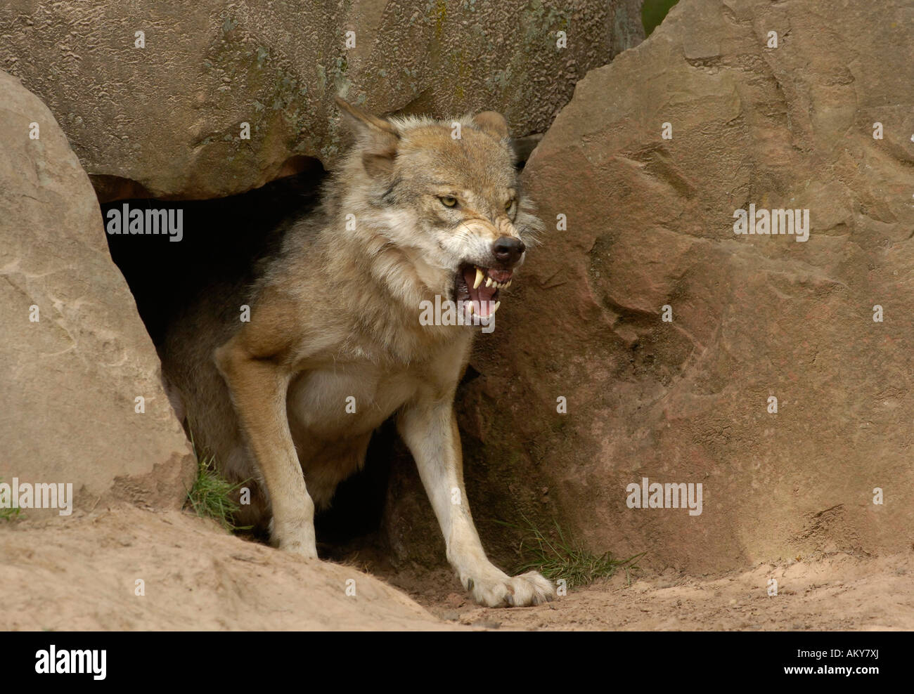 European wollf (canis lupus Stock Photo Alamy