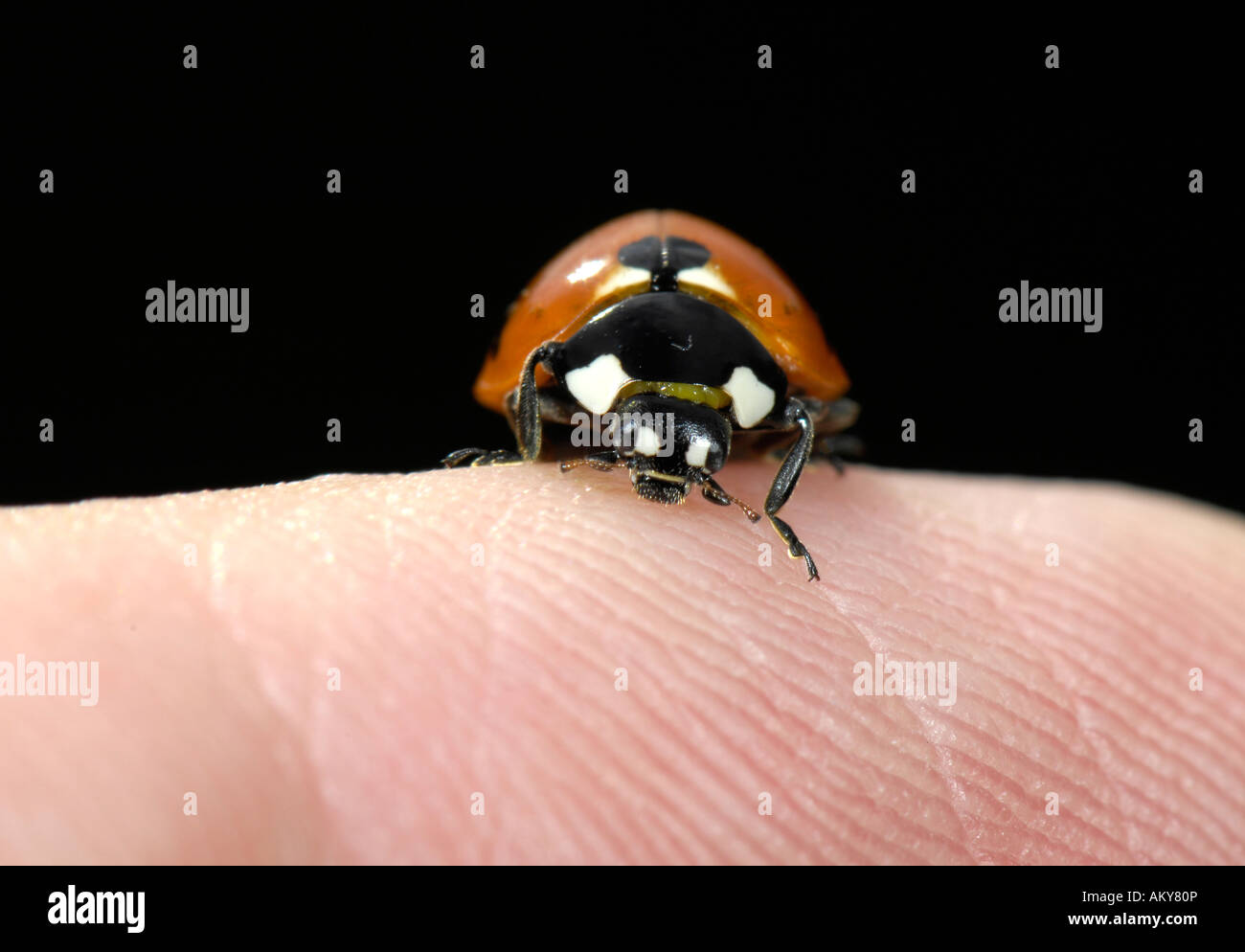 European Seven-spot ladybird (Coccinella septempunctata) on human finger Stock Photo