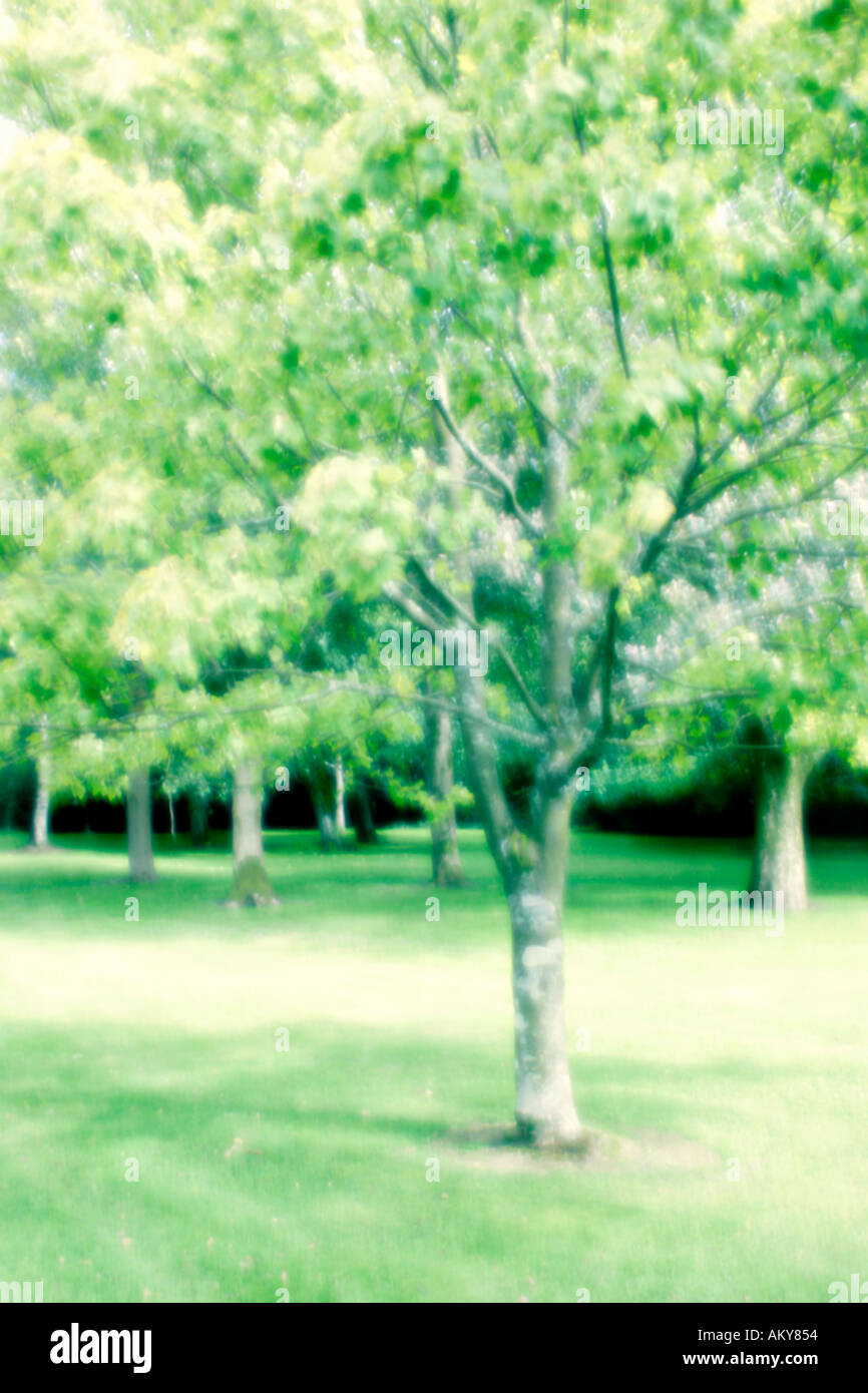 Trees and grass Soft focus Stock Photo