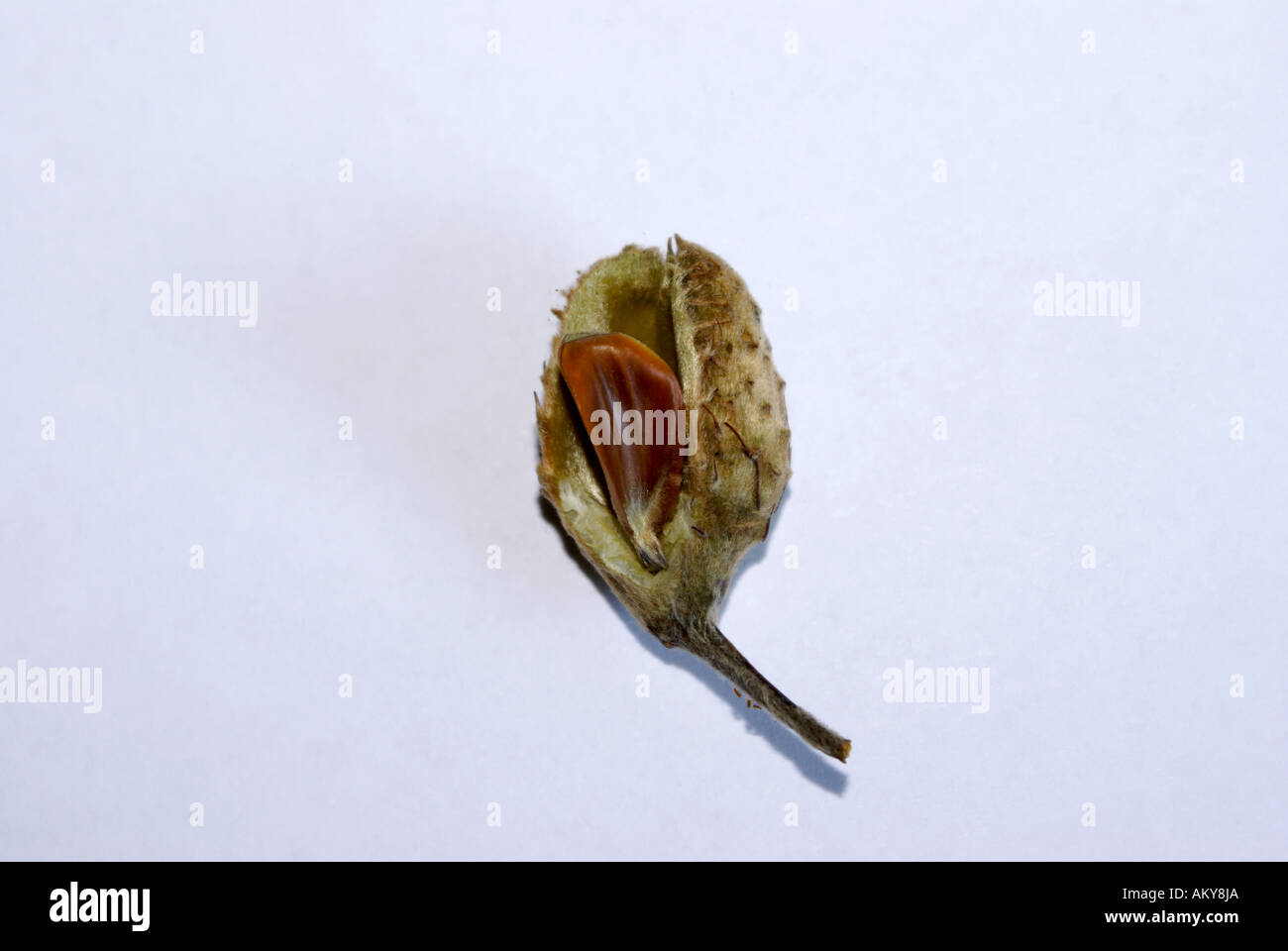 Beech Nut Stock Photo
