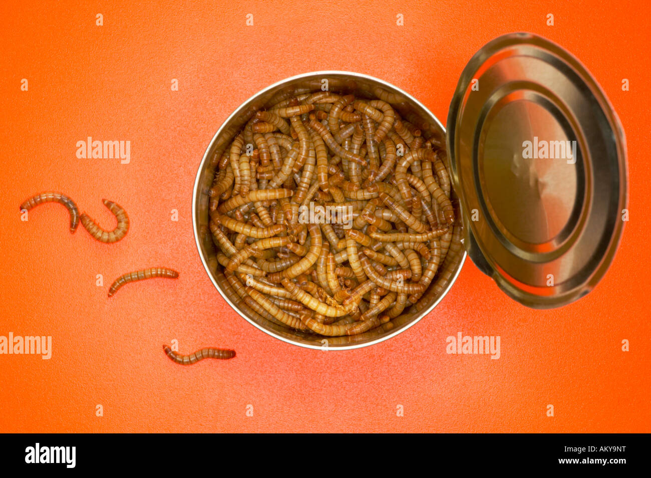 Mealworms in tin, (Tenebrio molitor linnaeus) close-up Stock Photo