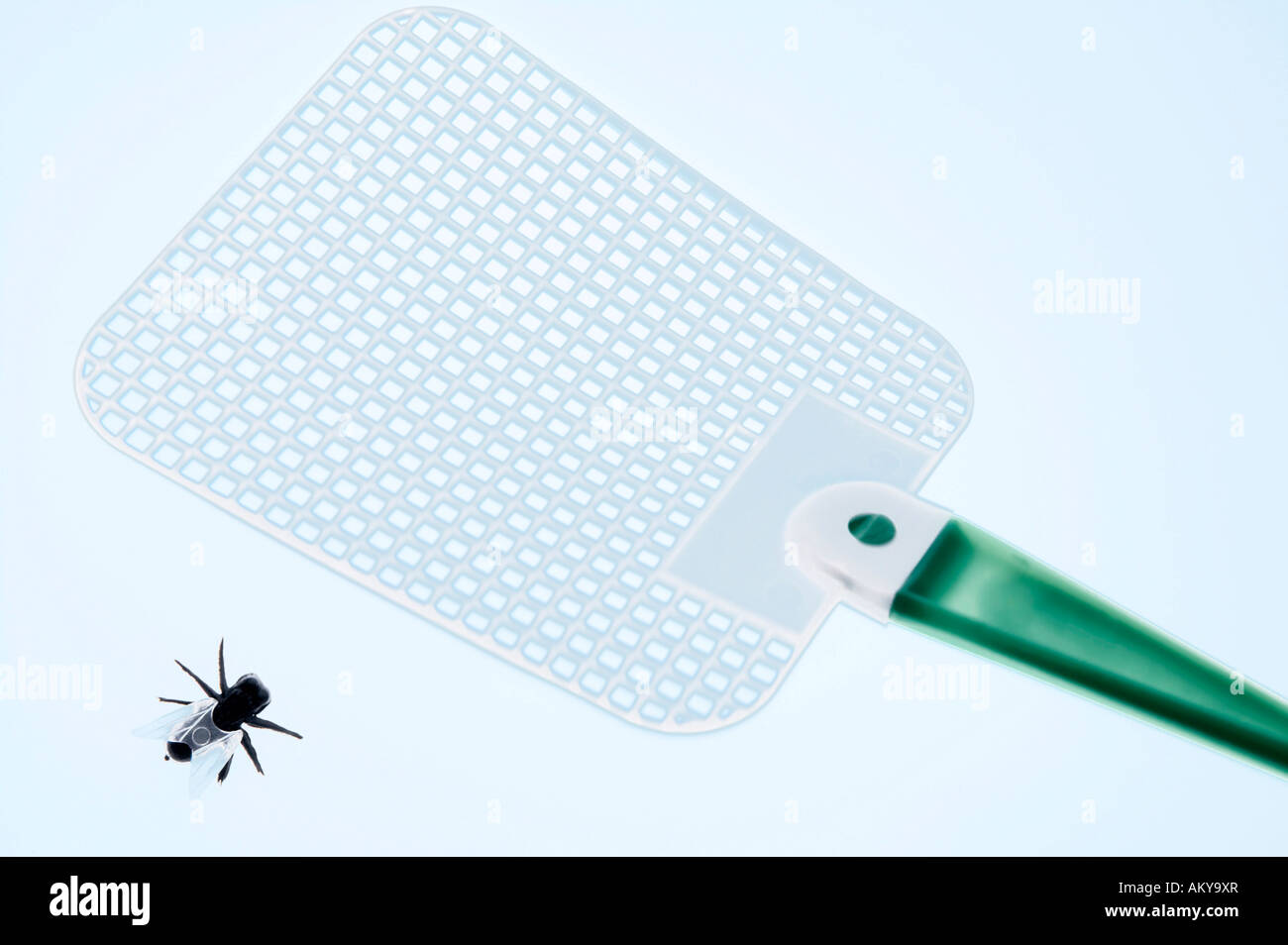 Fly swat and fly, closeup Stock Photo Alamy