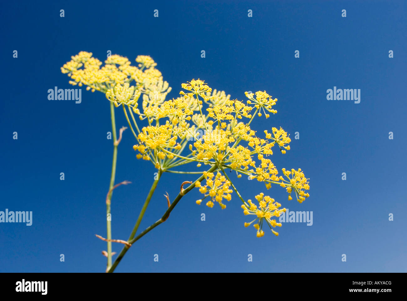 Fennel Blossom(Foeniculum vulgare) with blue sky Stock Photo