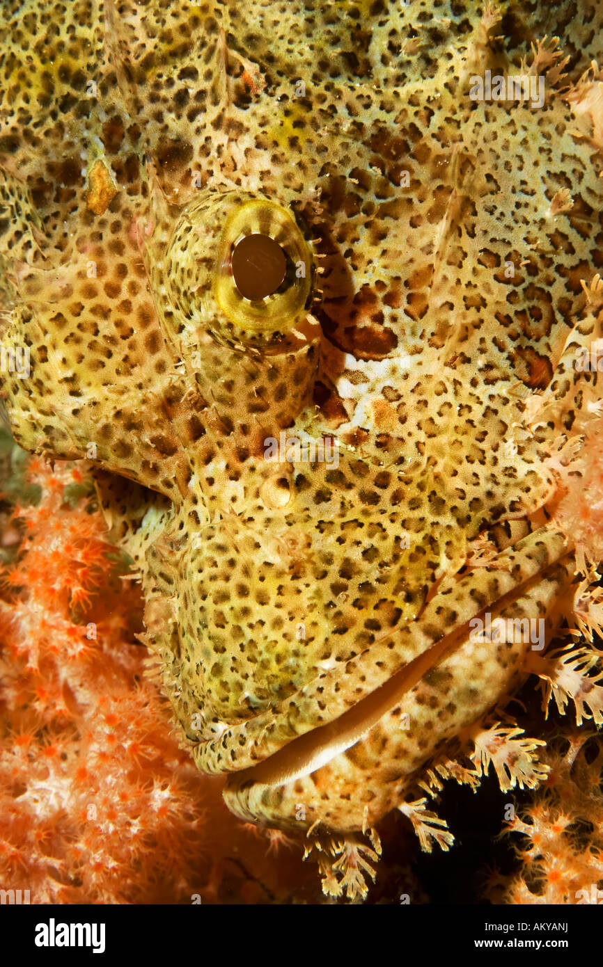 Tassled scorpionfish (Scorpaenopsis oxycephalus) in a soft-coral Stock Photo
