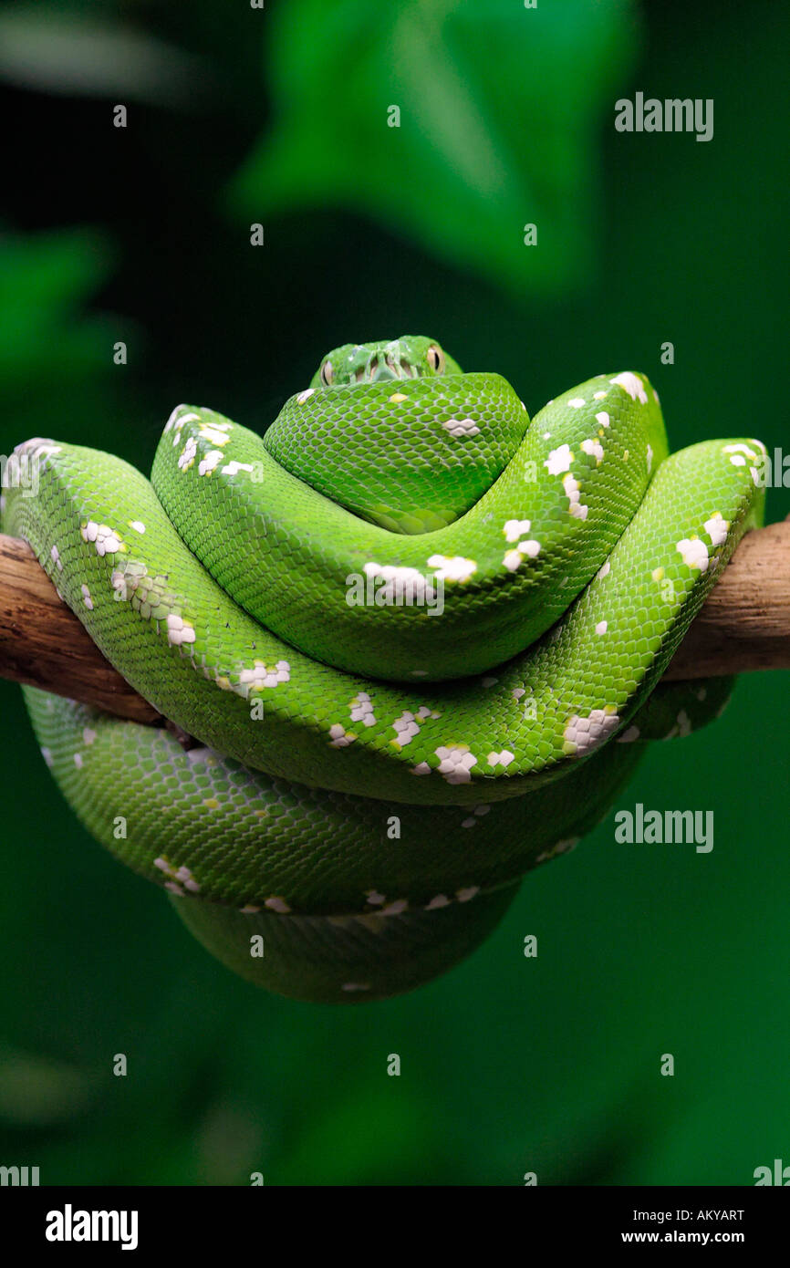 Green tree pythons hi-res stock photography and images - Alamy