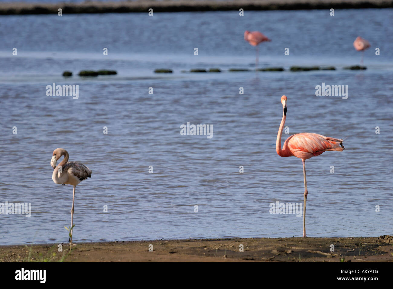 Caribbean Flamingo (Phoenicopterus ruber ruber) with fledgling Stock Photo