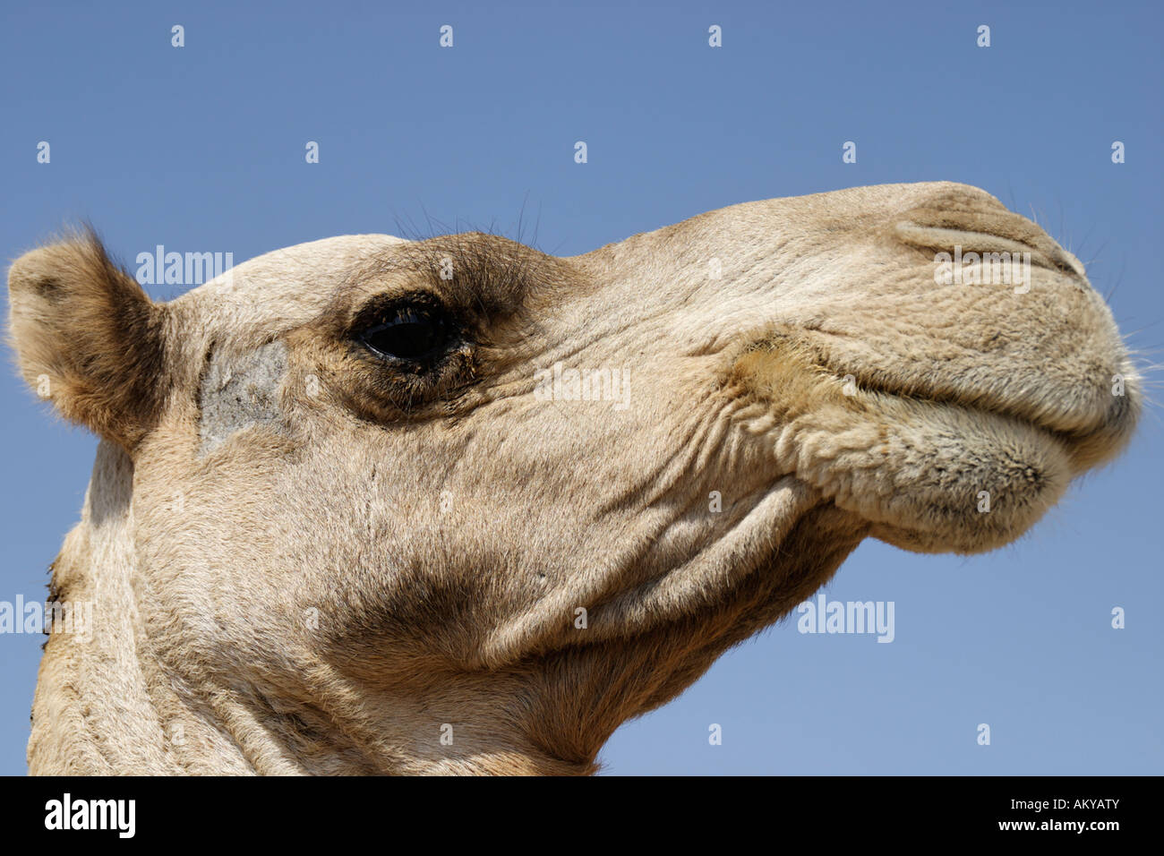 Camel (Camelus bactrianus) Stock Photo