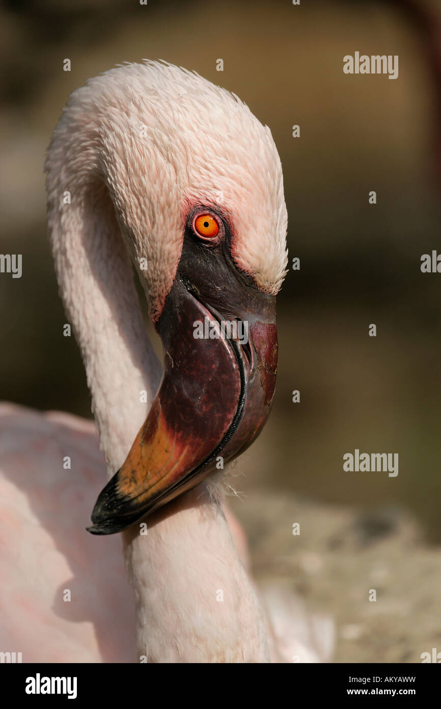 Caribbean Flamingo (Phoenicopterus ruber ruber) Stock Photo