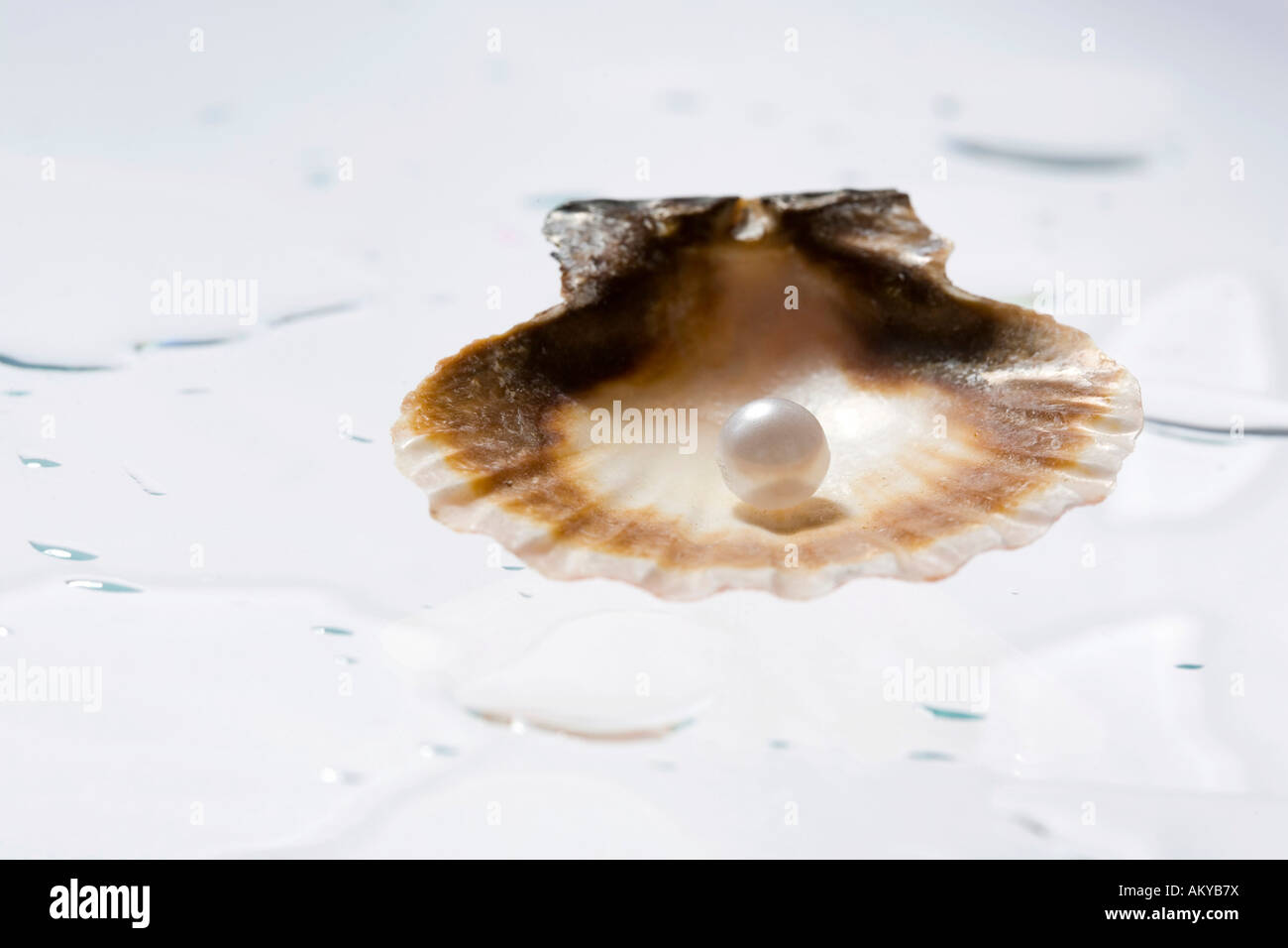 Muschel mit perle hires stock photography and images Alamy