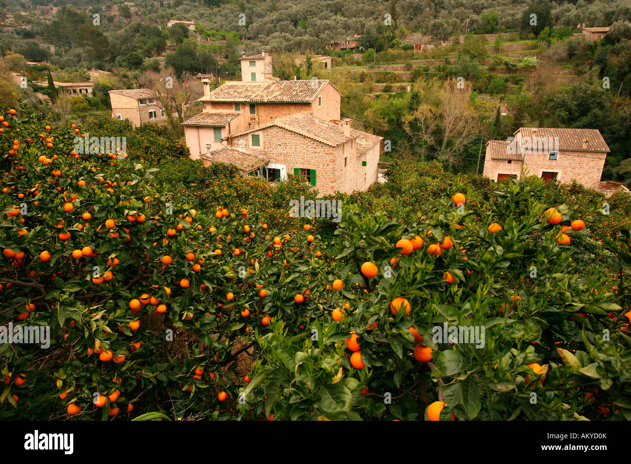 Orange plantation, landmarked mountain village Fornalutx, Majorca, Spain, Europe Stock Photo