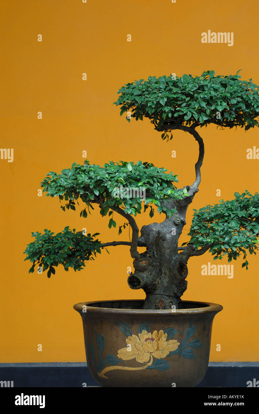 Bonsai tree, China Stock Photo