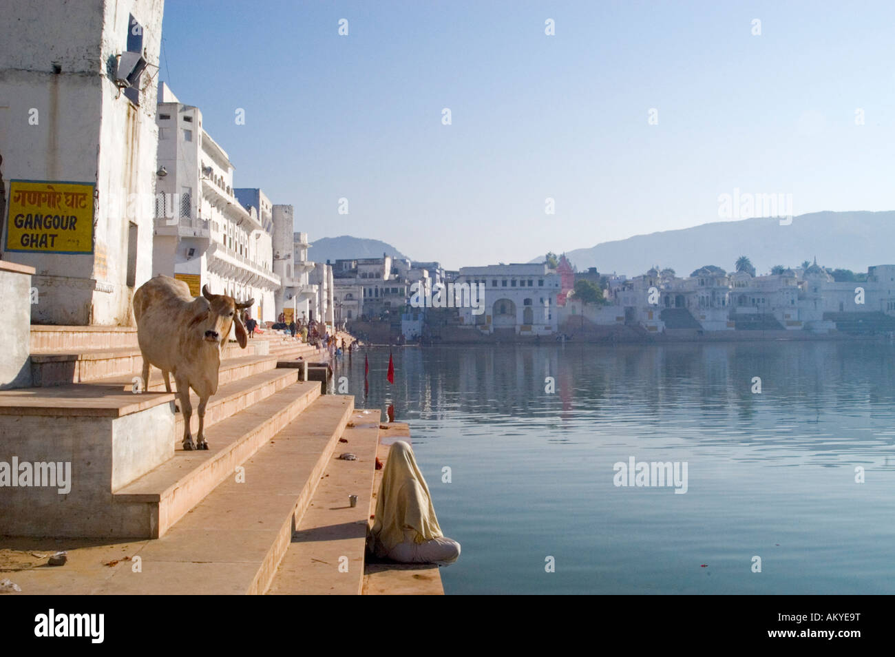 A Hindu pilgrim prays with a sacred cow at Gangour Ghat on the shore of Pushkar Lake, Rajasthan, India. - Stock Image