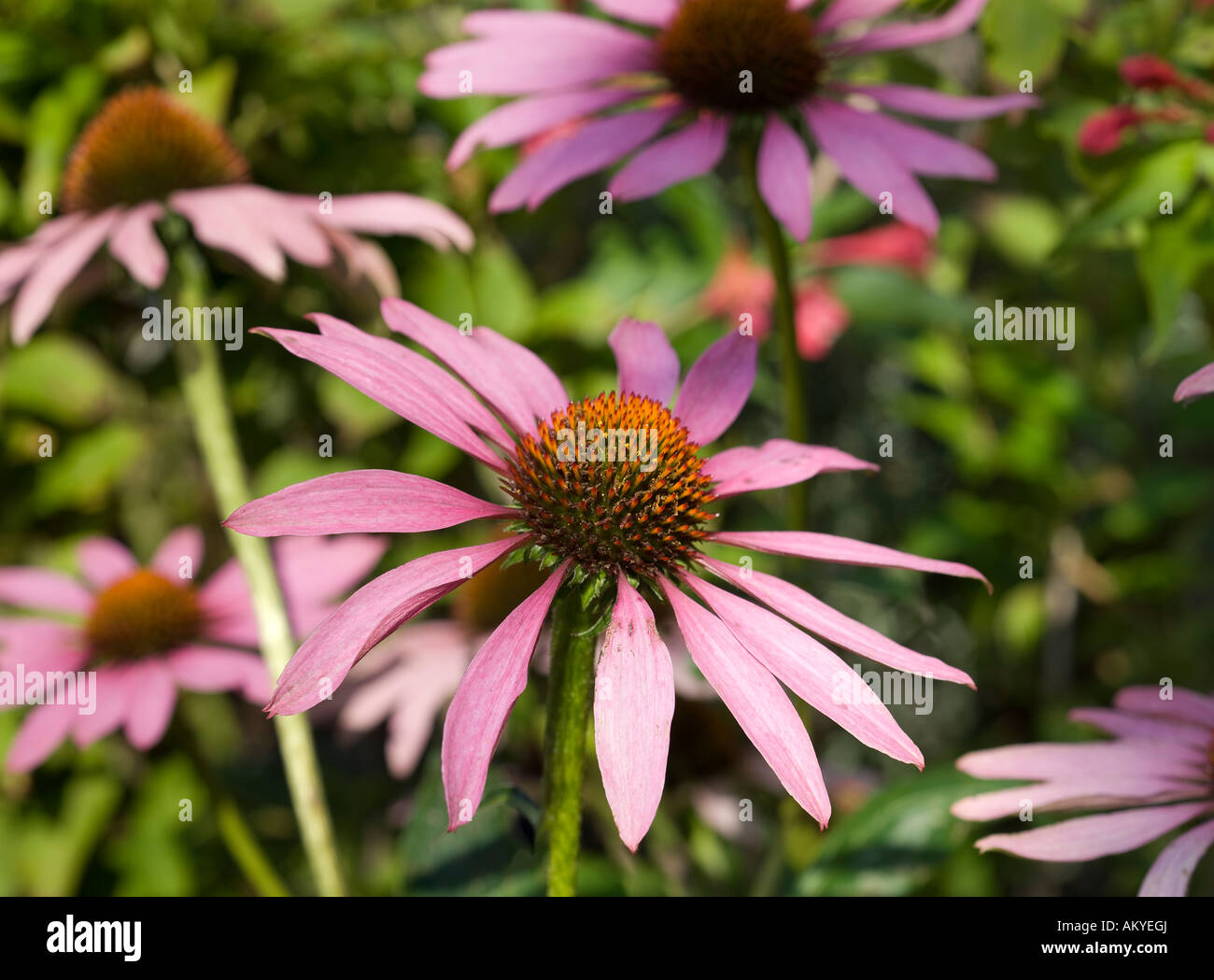 Purple coneflowers, (Echinacea purpurea) Stock Photo