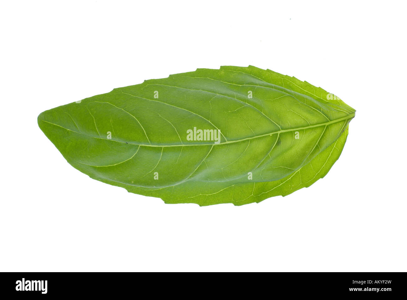 Single basil leaf Stock Photo