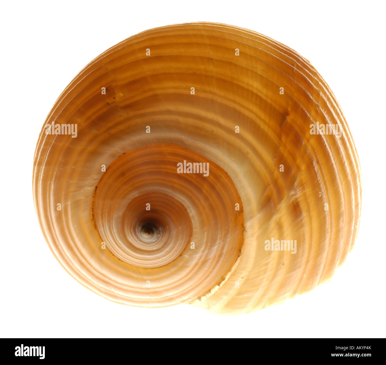 Snail-shell Stock Photo