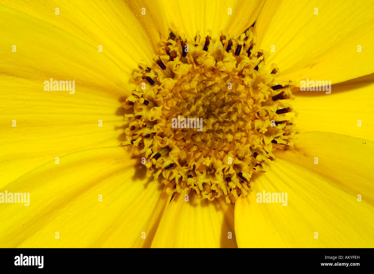 Large-flowered Coreopsis grandiflora Stock Photo