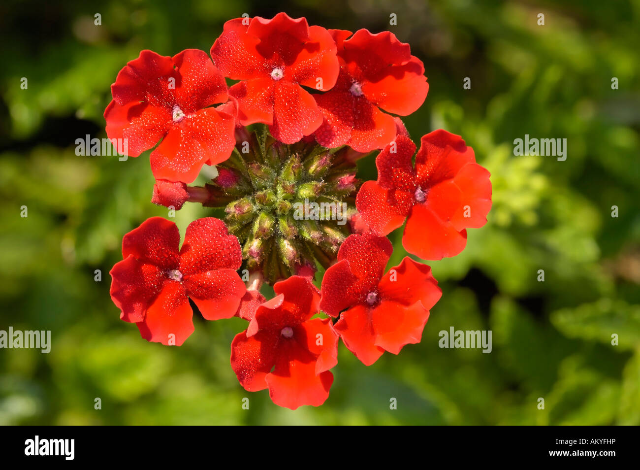 Verbena hybrid Temari Red Stock Photo - Alamy