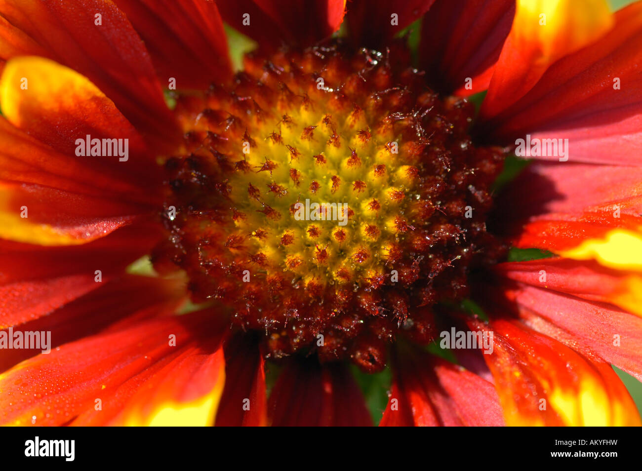 Blanket Flower Gaillardia Grandiflora Stock Photo Alamy