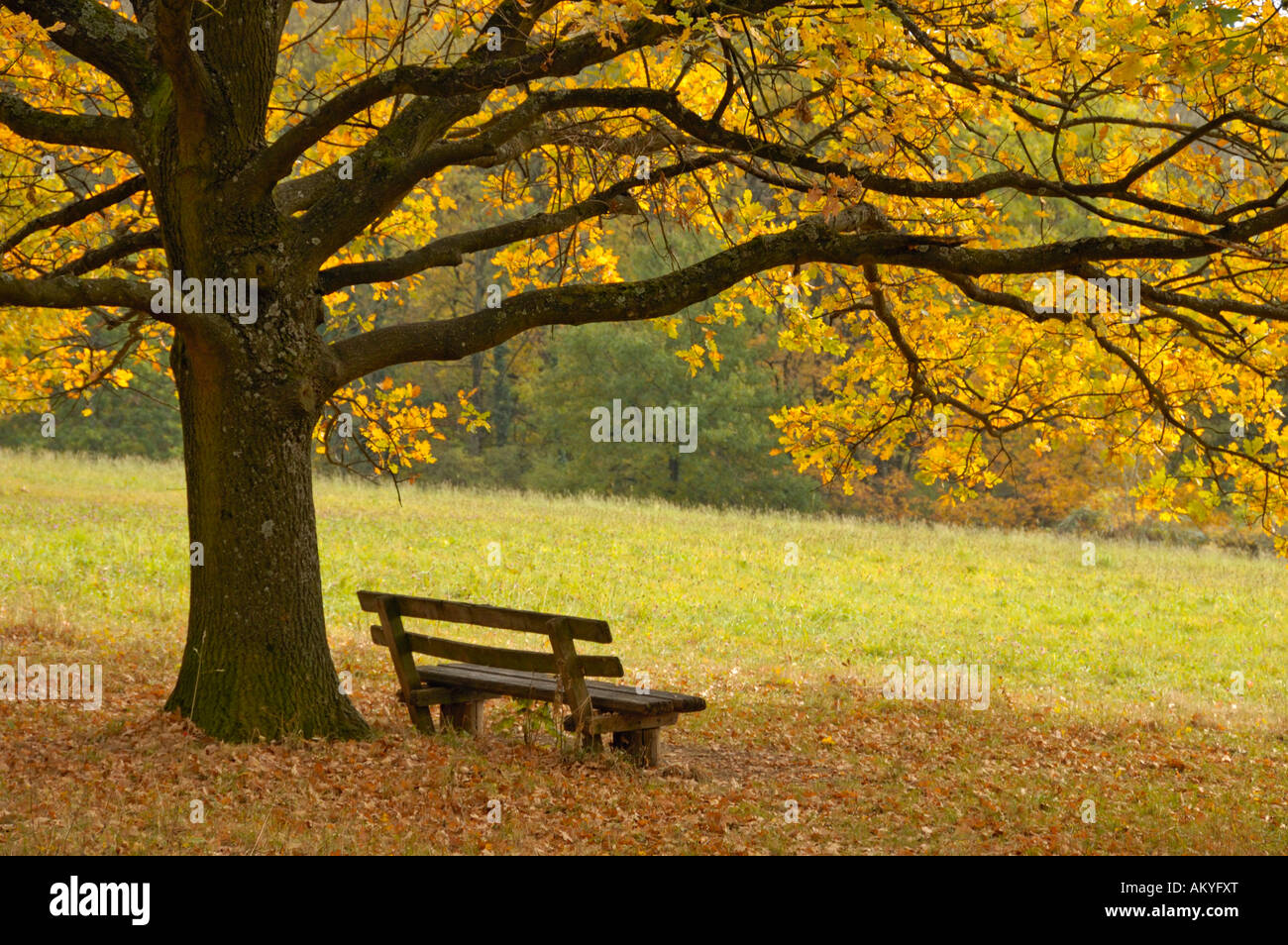 Tree and bench in autumn Stock Photo