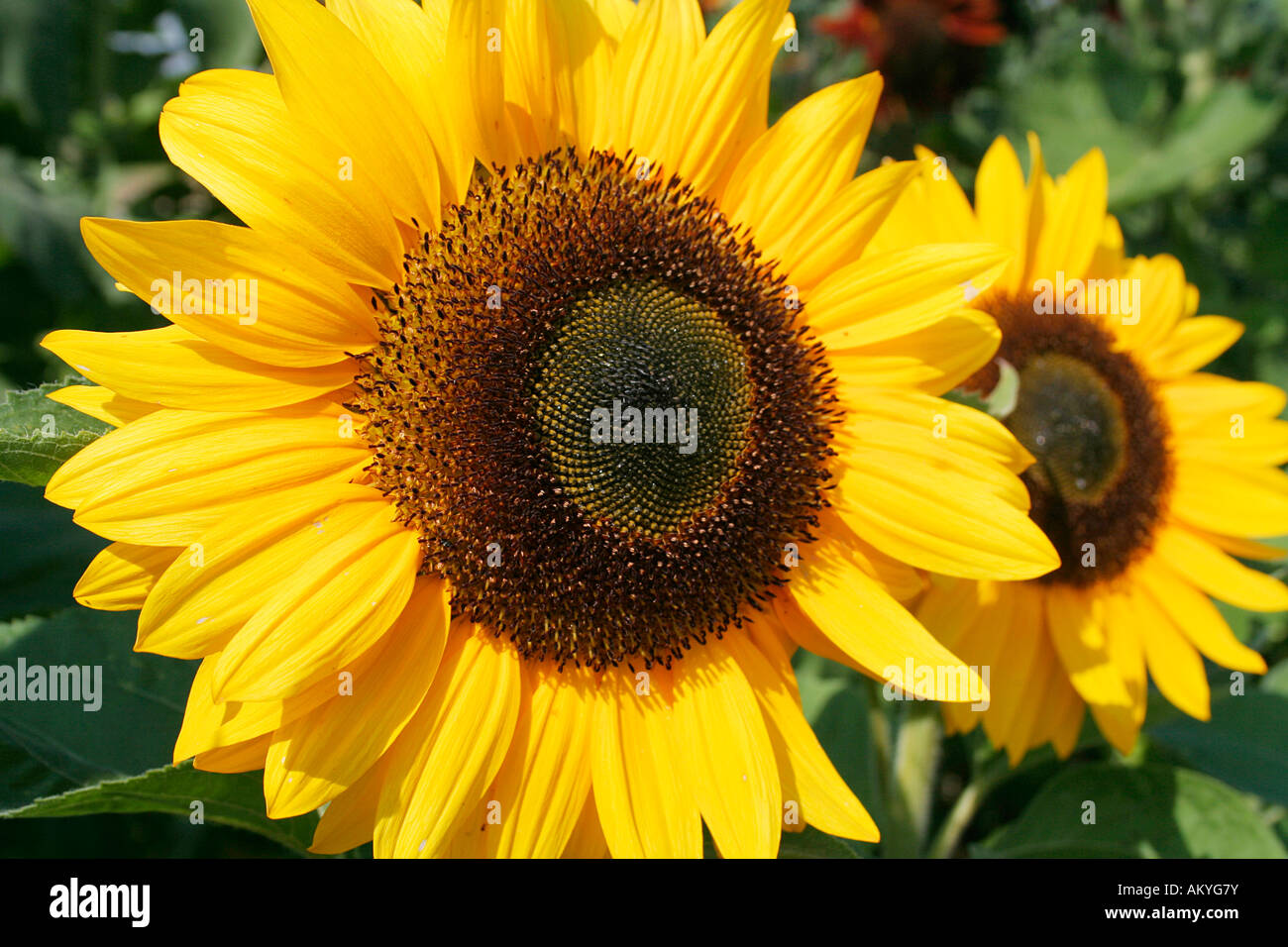 Sunflower, (Helianthus annuus) Stock Photo