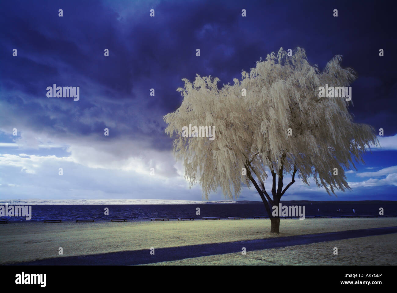 Tree at a lake in front of clouds, infra-red colour, Neusiedler lake, Burgenland, Austria Stock Photo