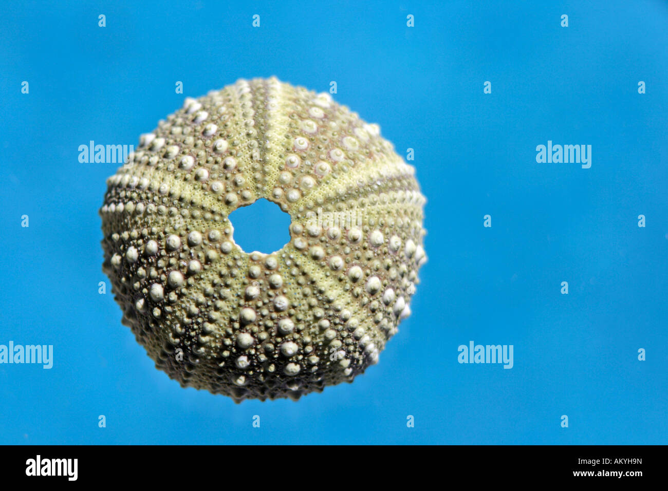 Sea urchin shell, closeup Stock Photo Alamy
