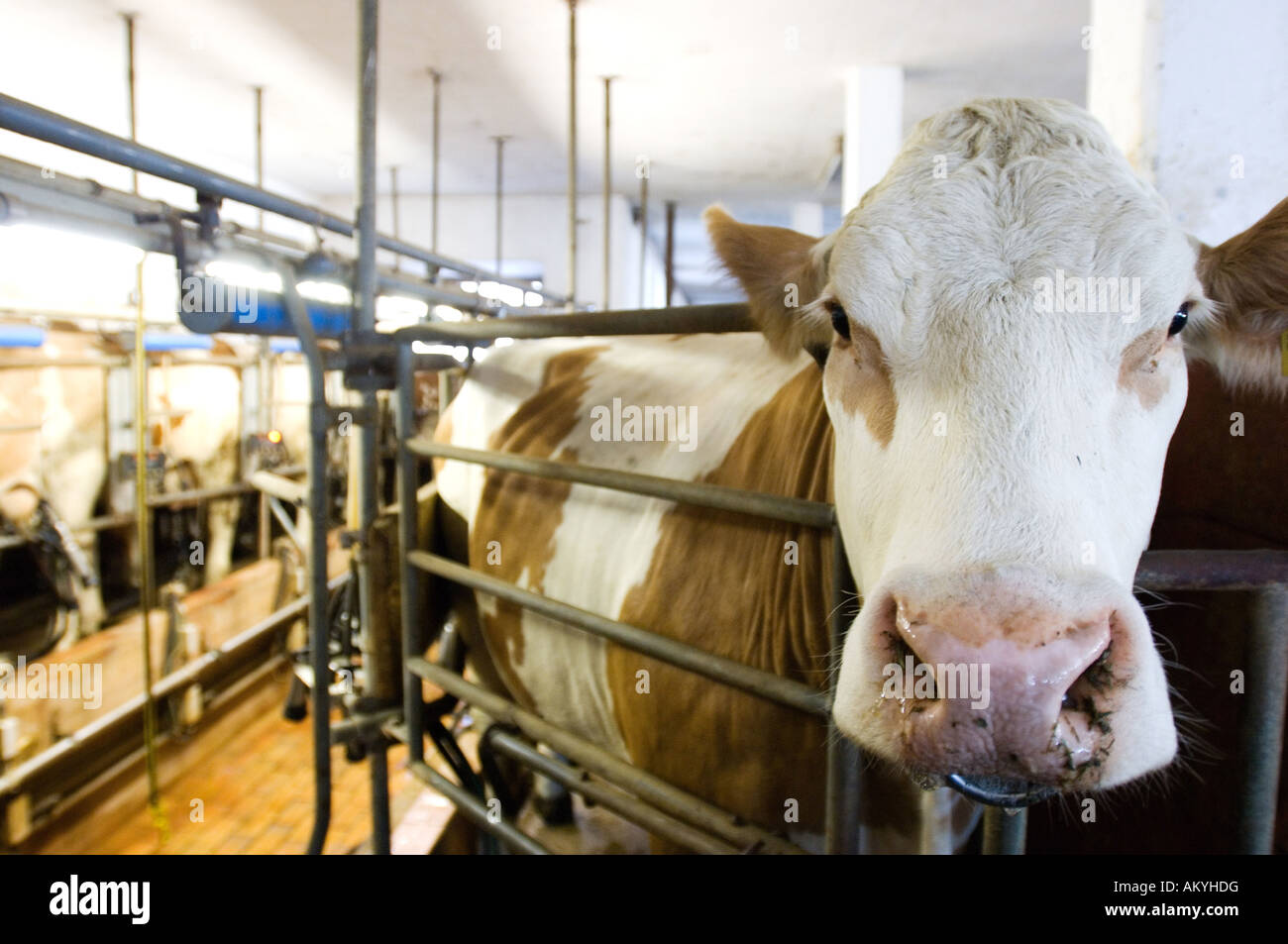 Milking, Cow in milking plant Stock Photo
